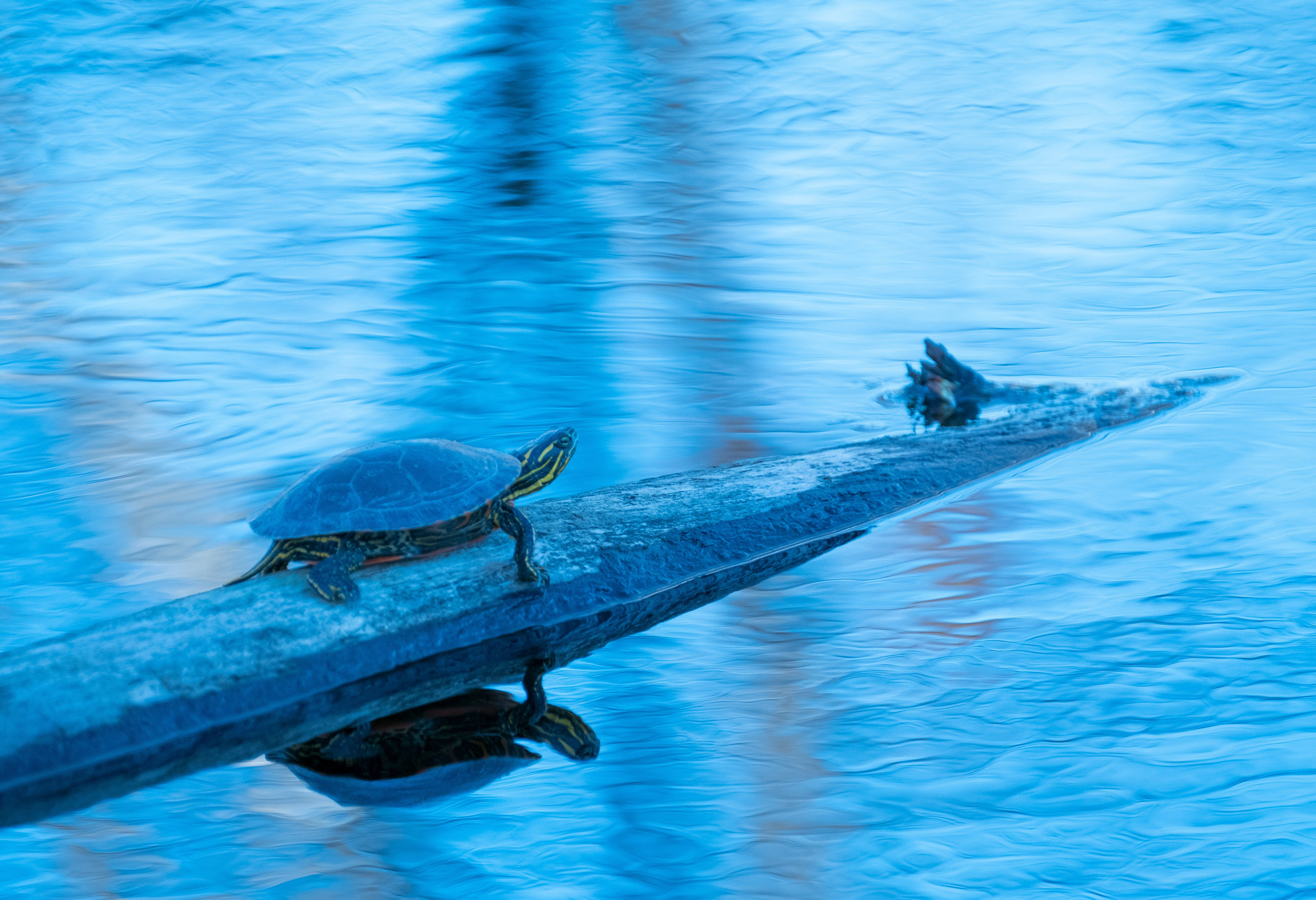 Blue Turtle.jpg