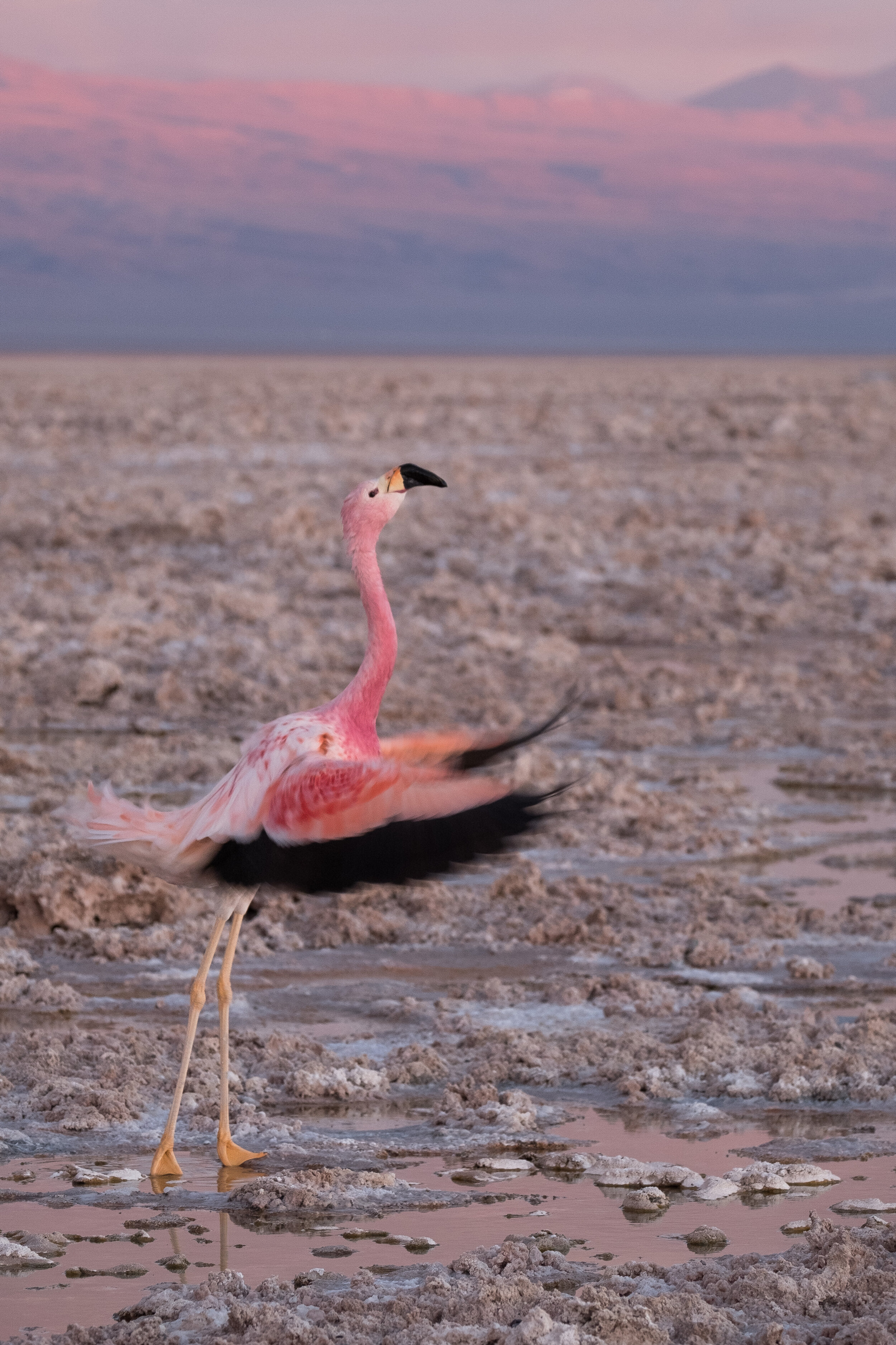 Flamingo in Atacama.jpg