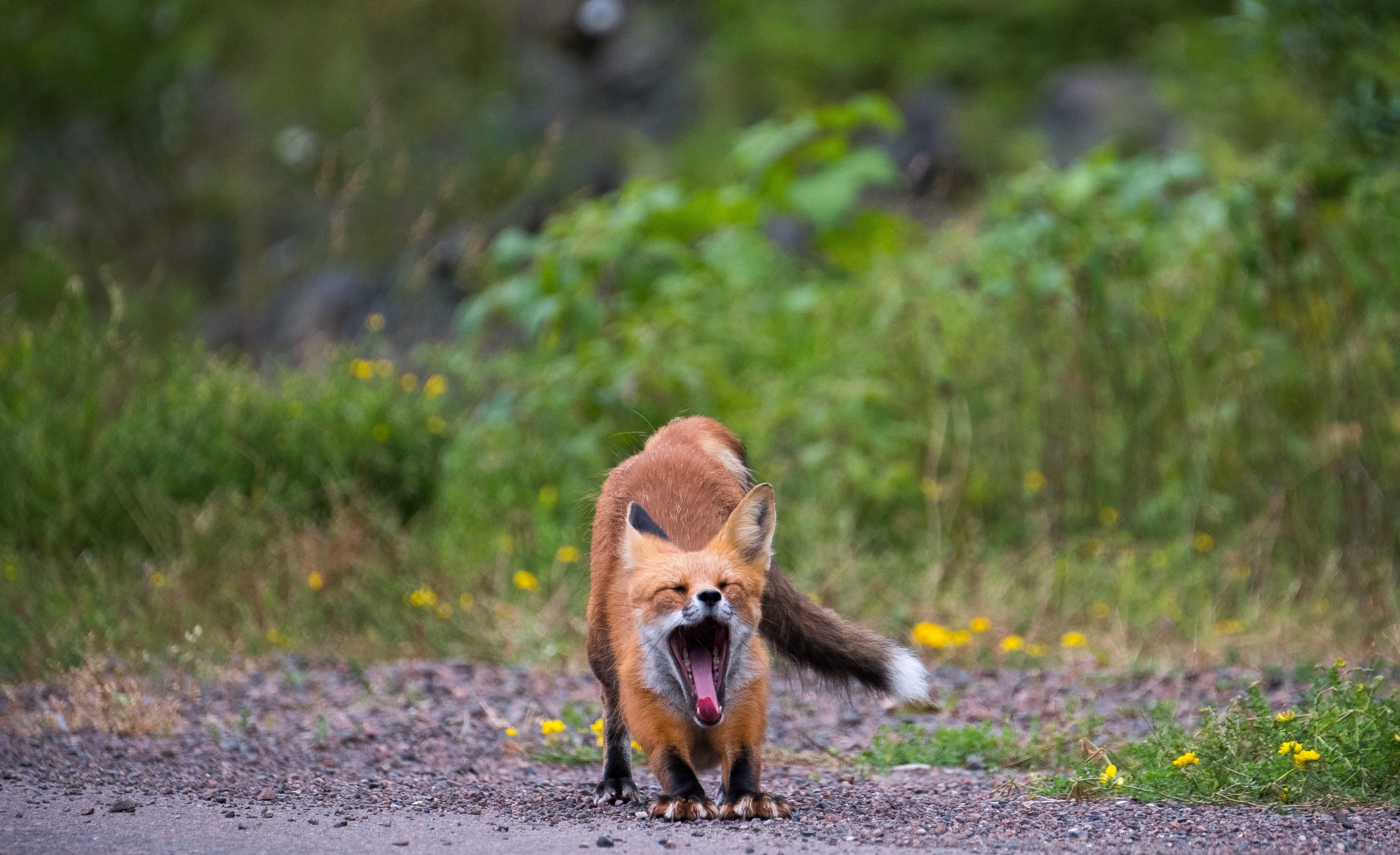 Fox Yawn-1.JPG