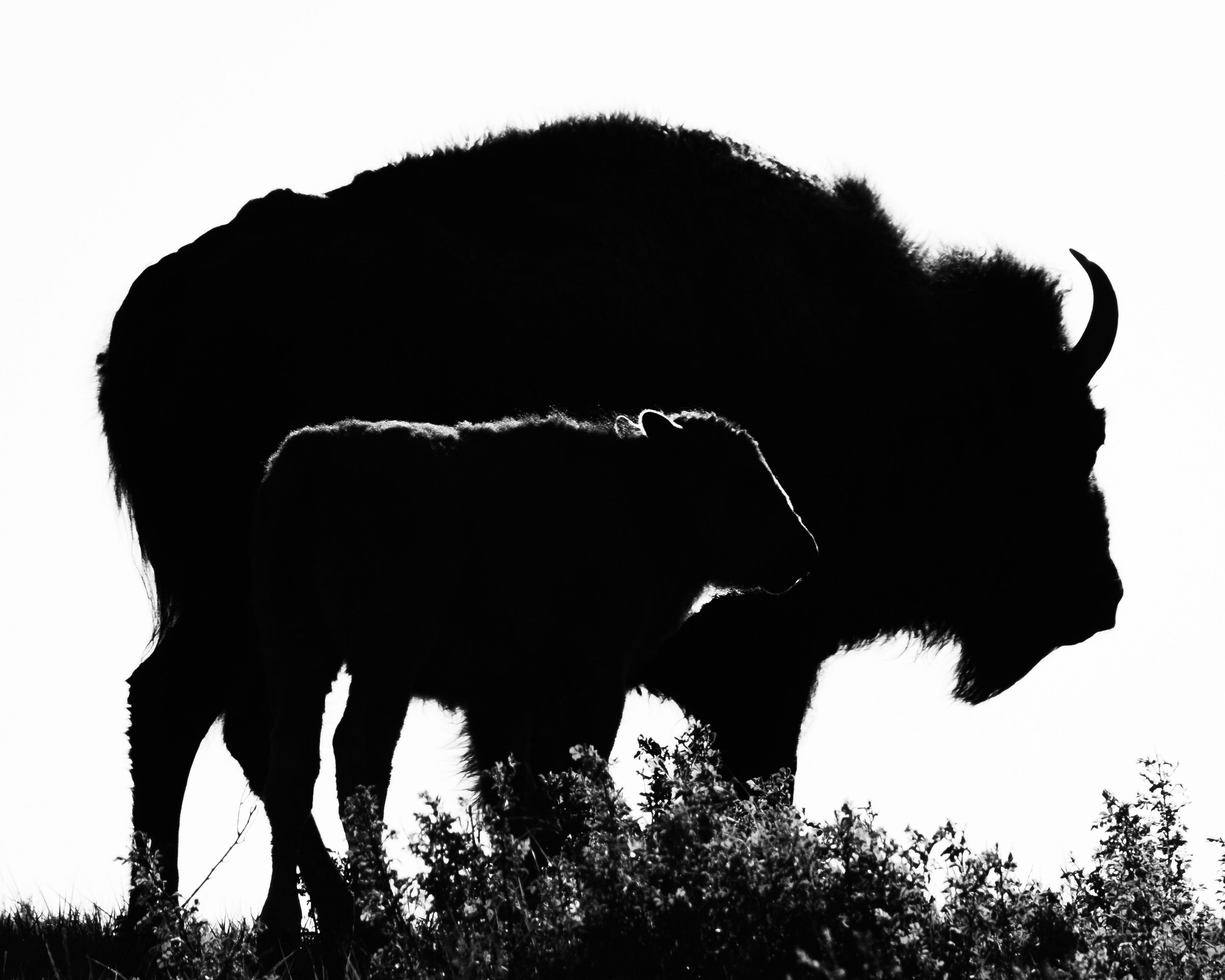 Bison Images-8.jpeg