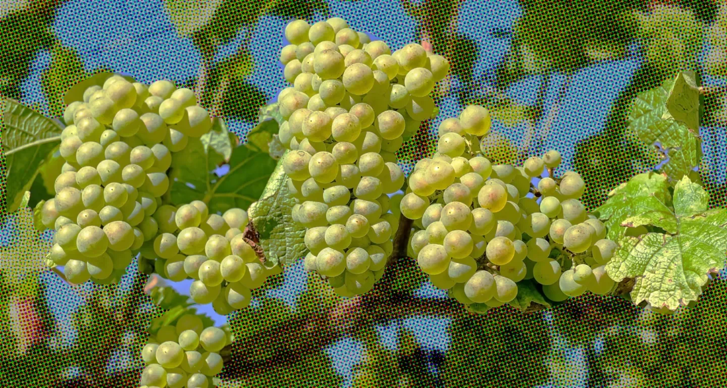 chenin-1-1440x960.webp
