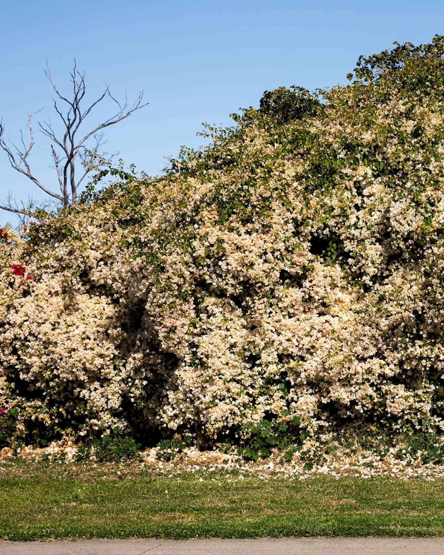 Moree, or, &quot;How I learned to stop worrying and love the bougainvillea&quot;. A brief sojourn to Moree last week to open Artisans at their newest gallery @socialcohouse, and I had some time to point the camera at a few things.