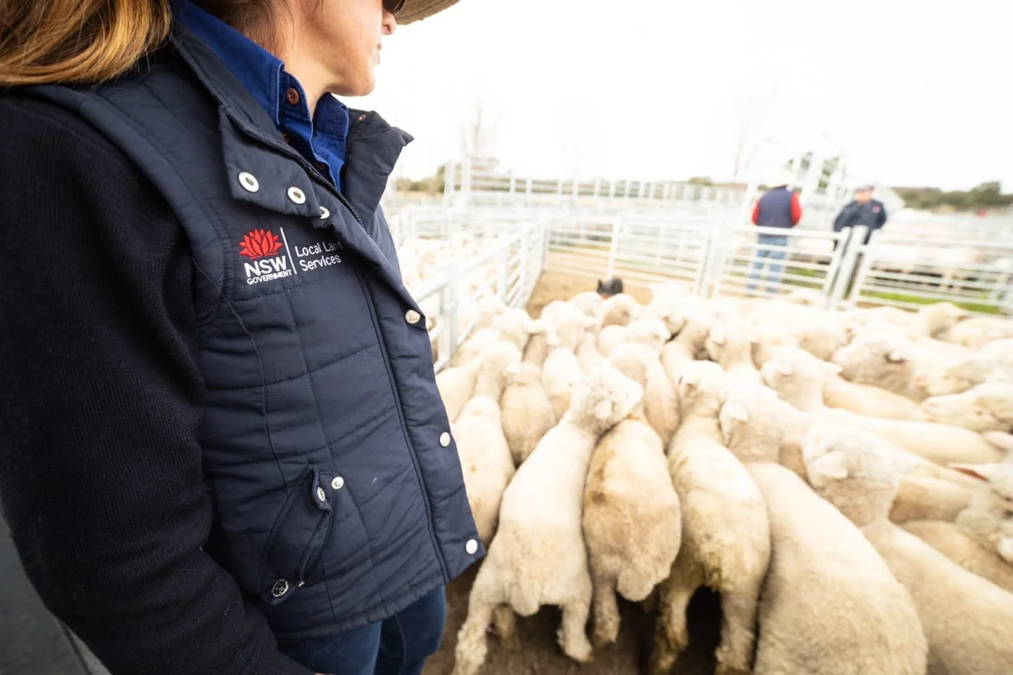 New work for @llsnsw, which gave me access to the saleyards in Glen Innes in full swing. I regret not bringing gloves - I found out later that Glen was the coldest place in Australia on that particular morning.