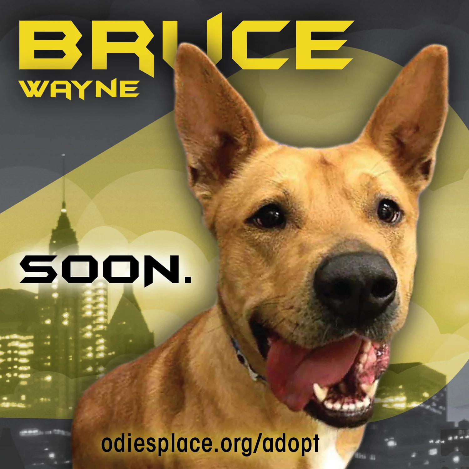BrucePromo_01-01.jpg