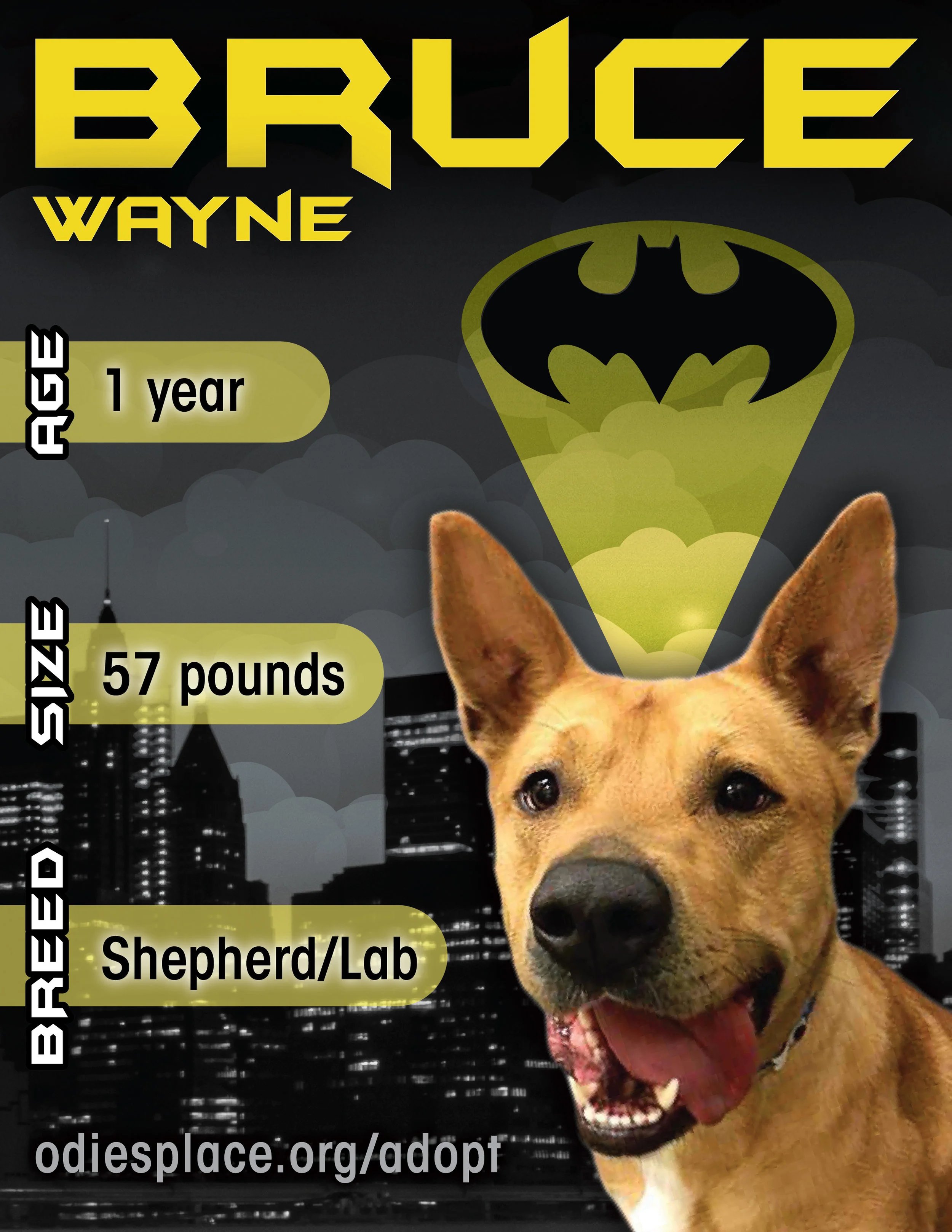 BruceFlyer_02-01.jpg
