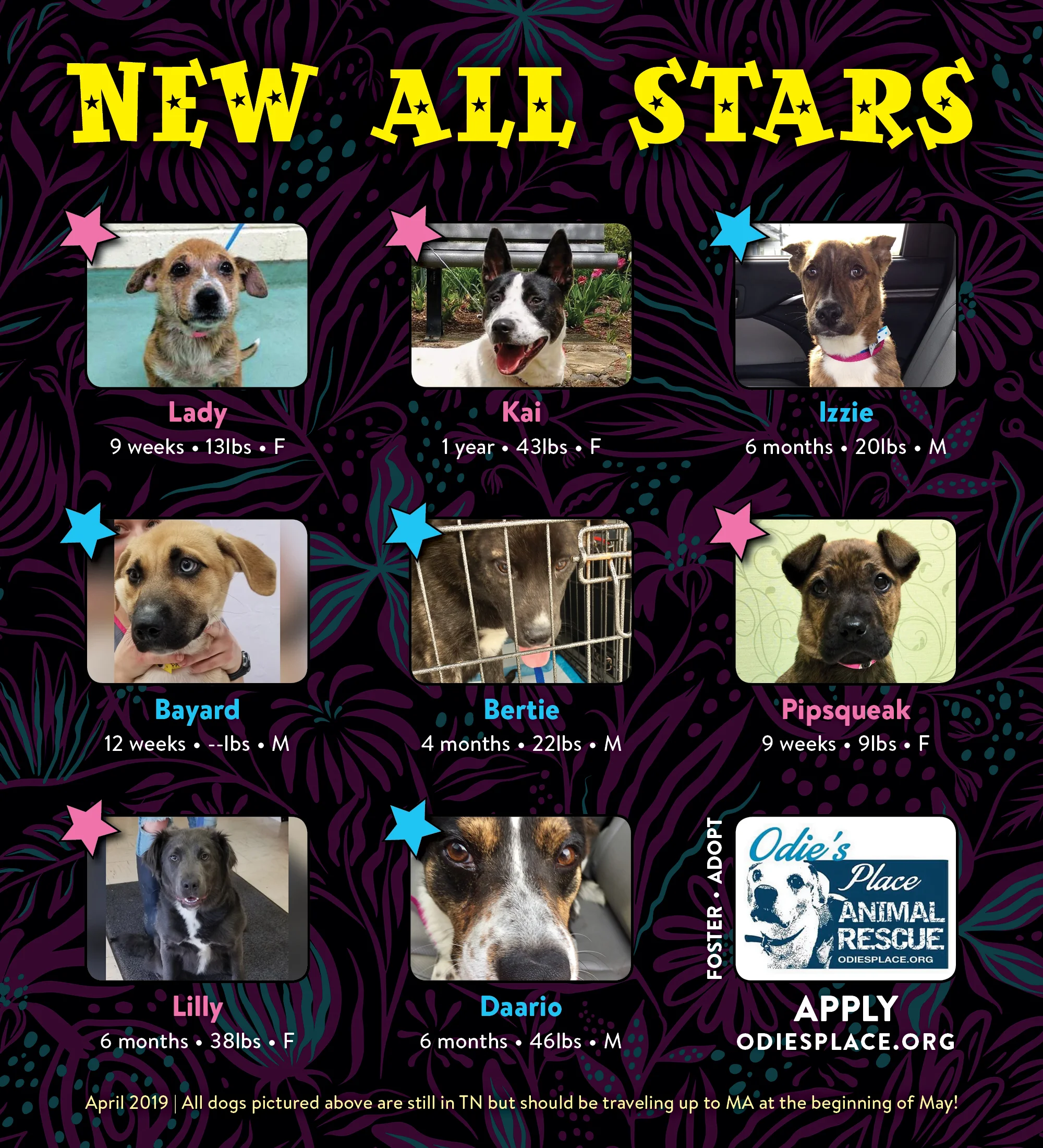 OP-NewAllStars-April19_01.jpg