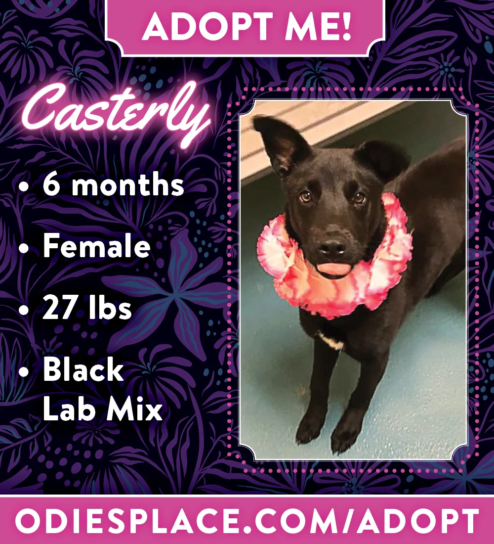 OP-ADOPTME_Talisa&Casterly_01.jpg