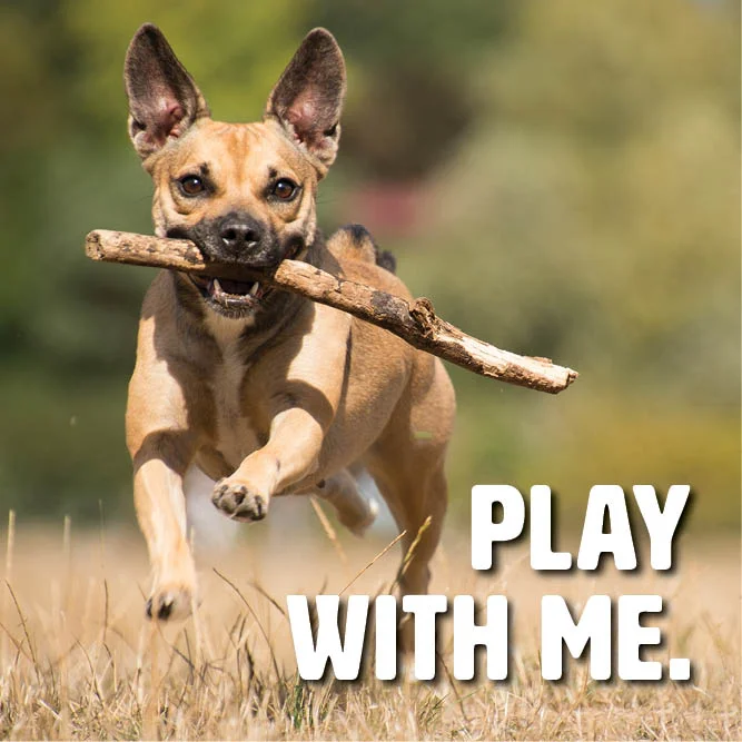 OP-FosterAds_PlayWithMe.jpg