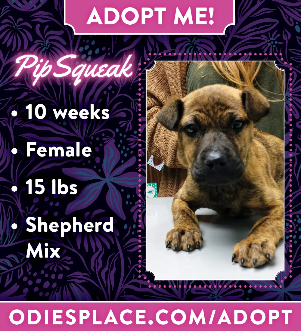 OP-ADOPTME_Pip&Lady_01 (1).jpg