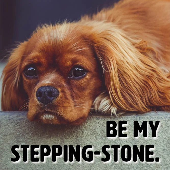 OP-FosterAds_BeMySteppingstone.jpg