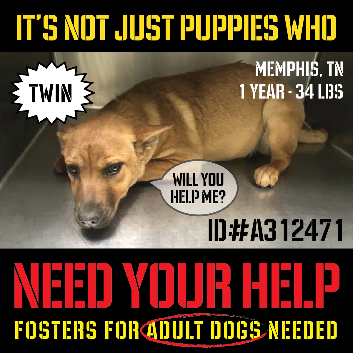 AdultFostersNeeded_01-Twin.jpg