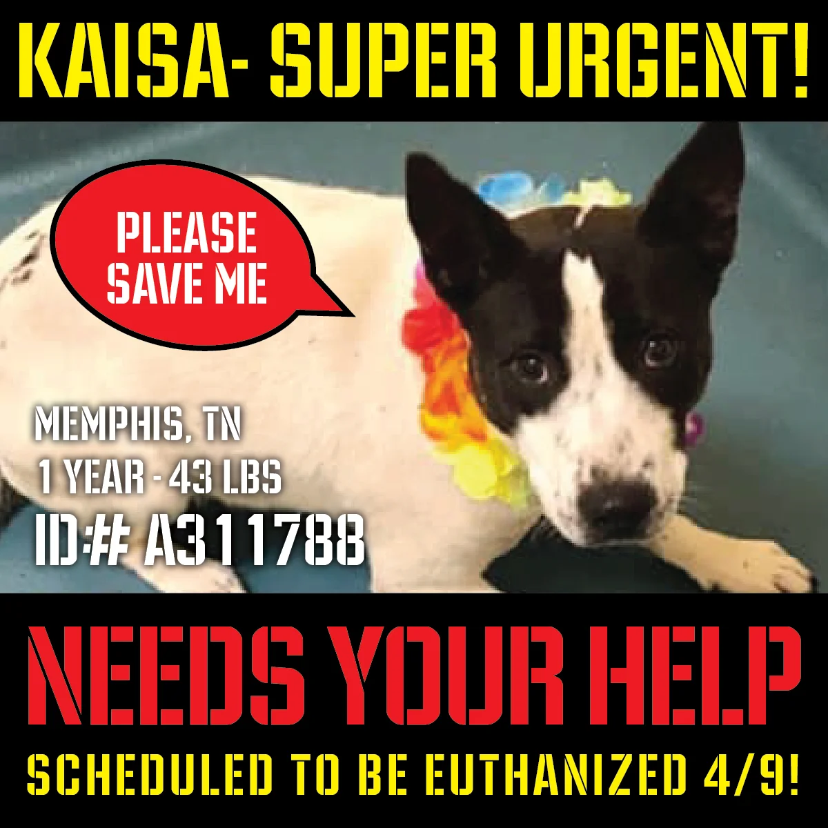 AdultFostersNeeded_01-KAISA-01.jpg