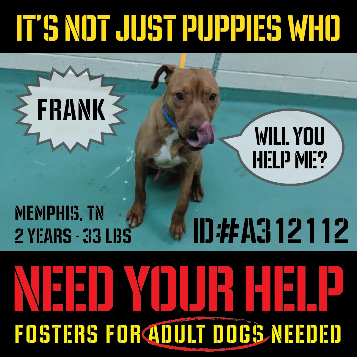AdultFostersNeeded_01-Frank.jpg