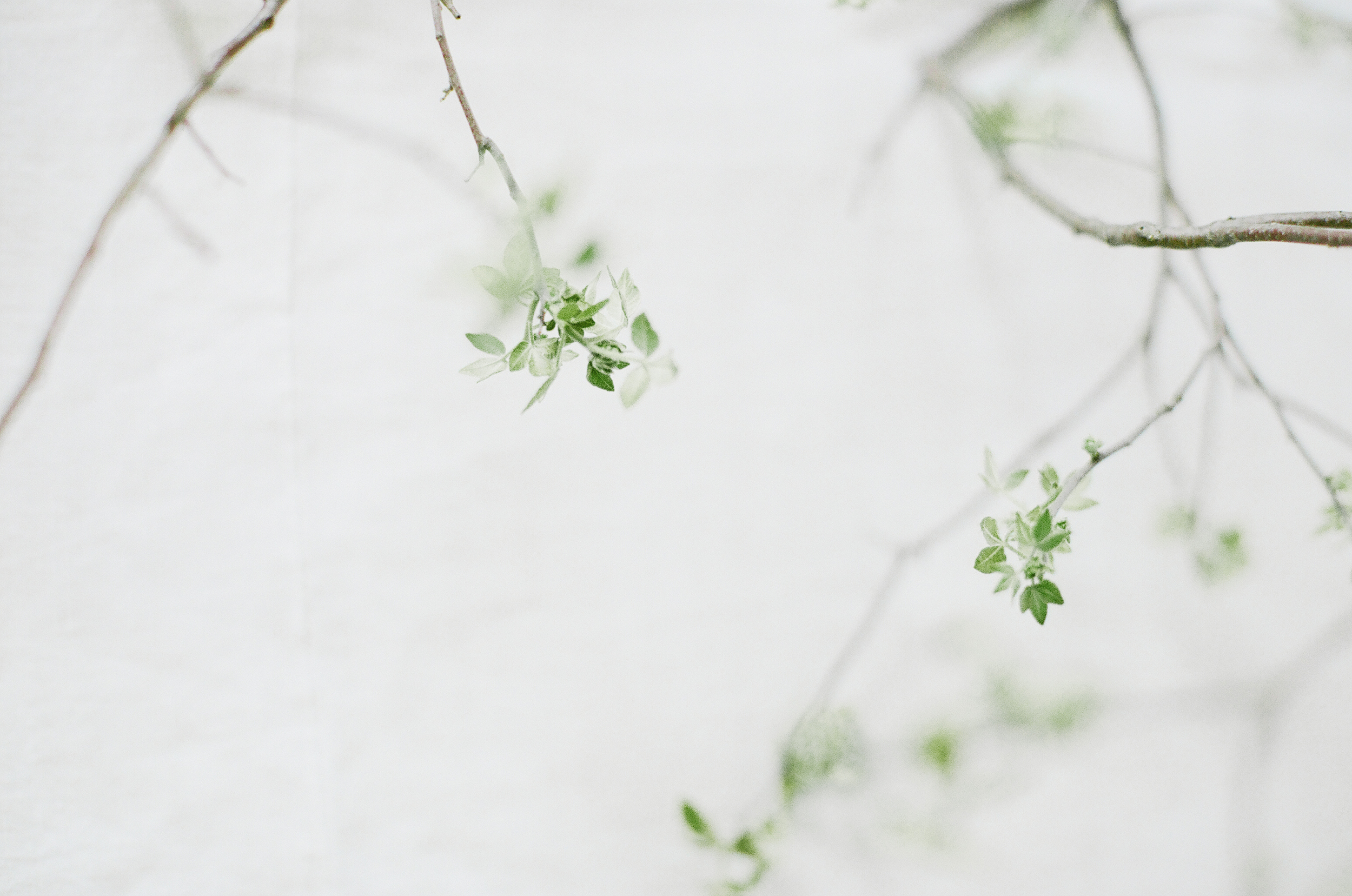 twt greenery header.jpg