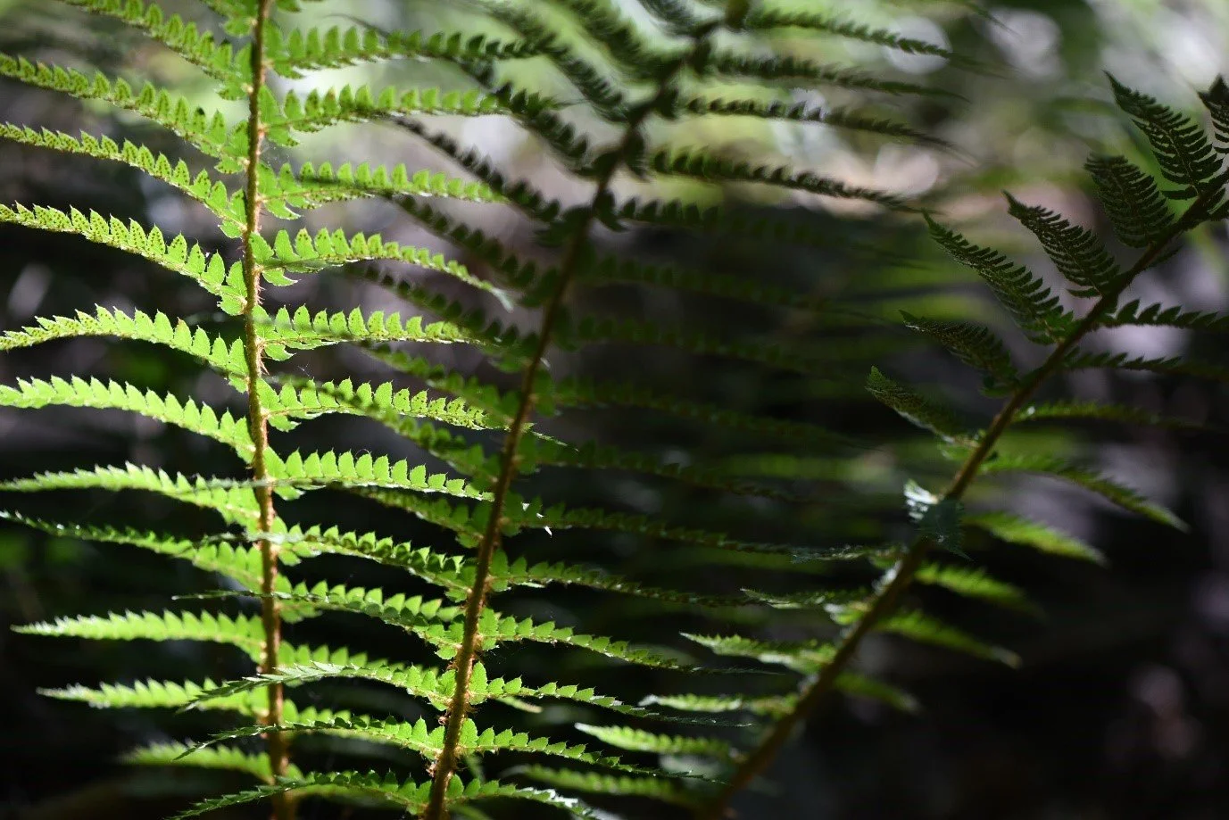 Deep Ecology