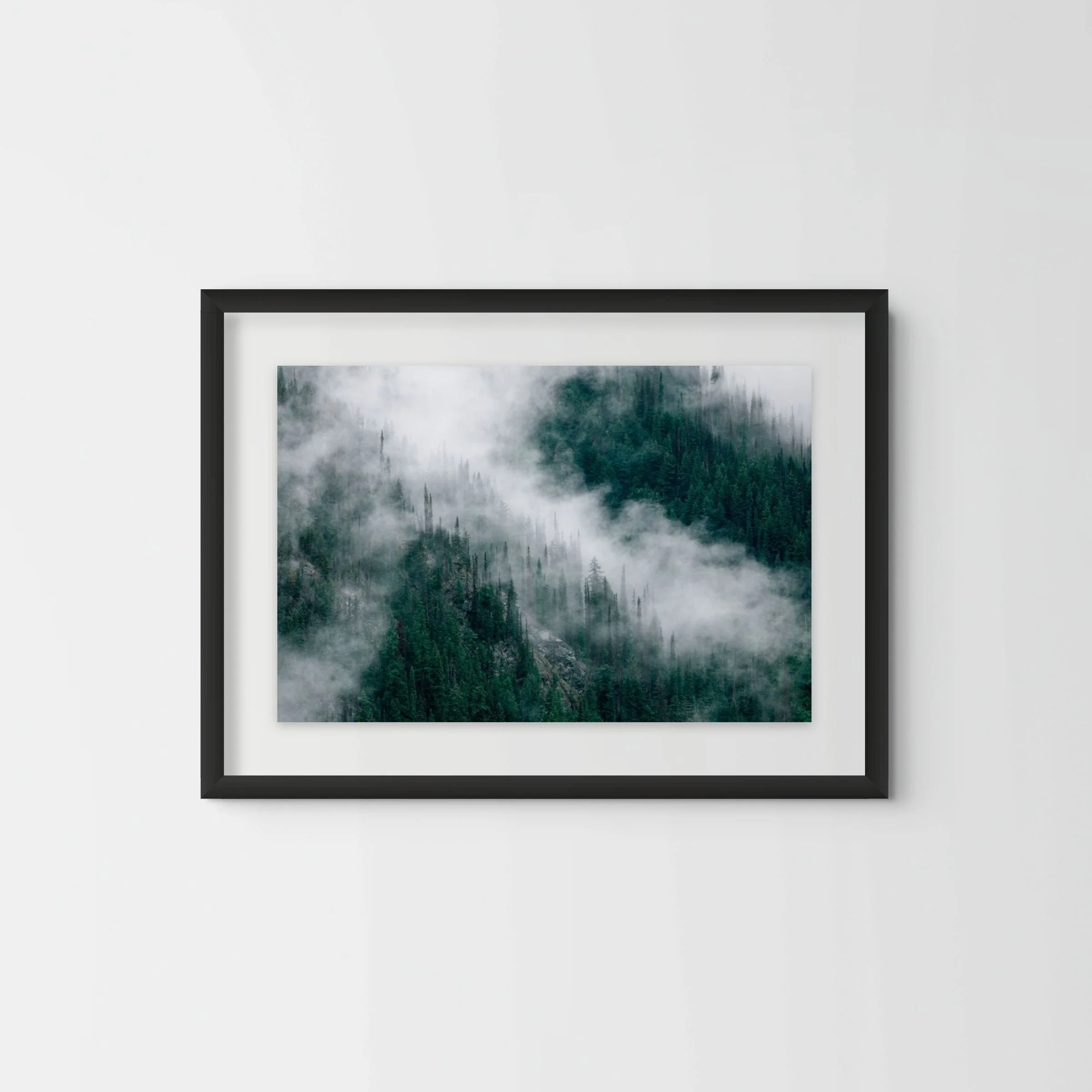 Foggy Forest
