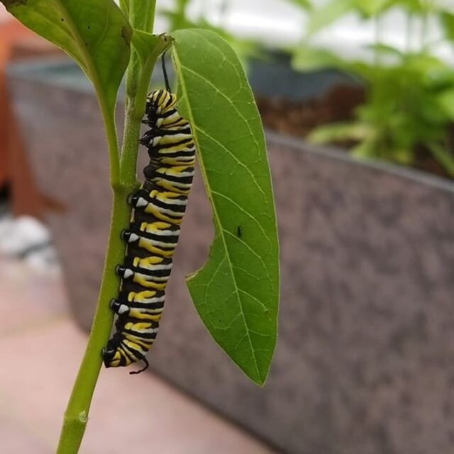 monarch catepillar + milkweed
turning inwards
summer solstice
transforming
waiting
transformation
happened
even if we don't see it
a good bee friend
died today

#bigday
