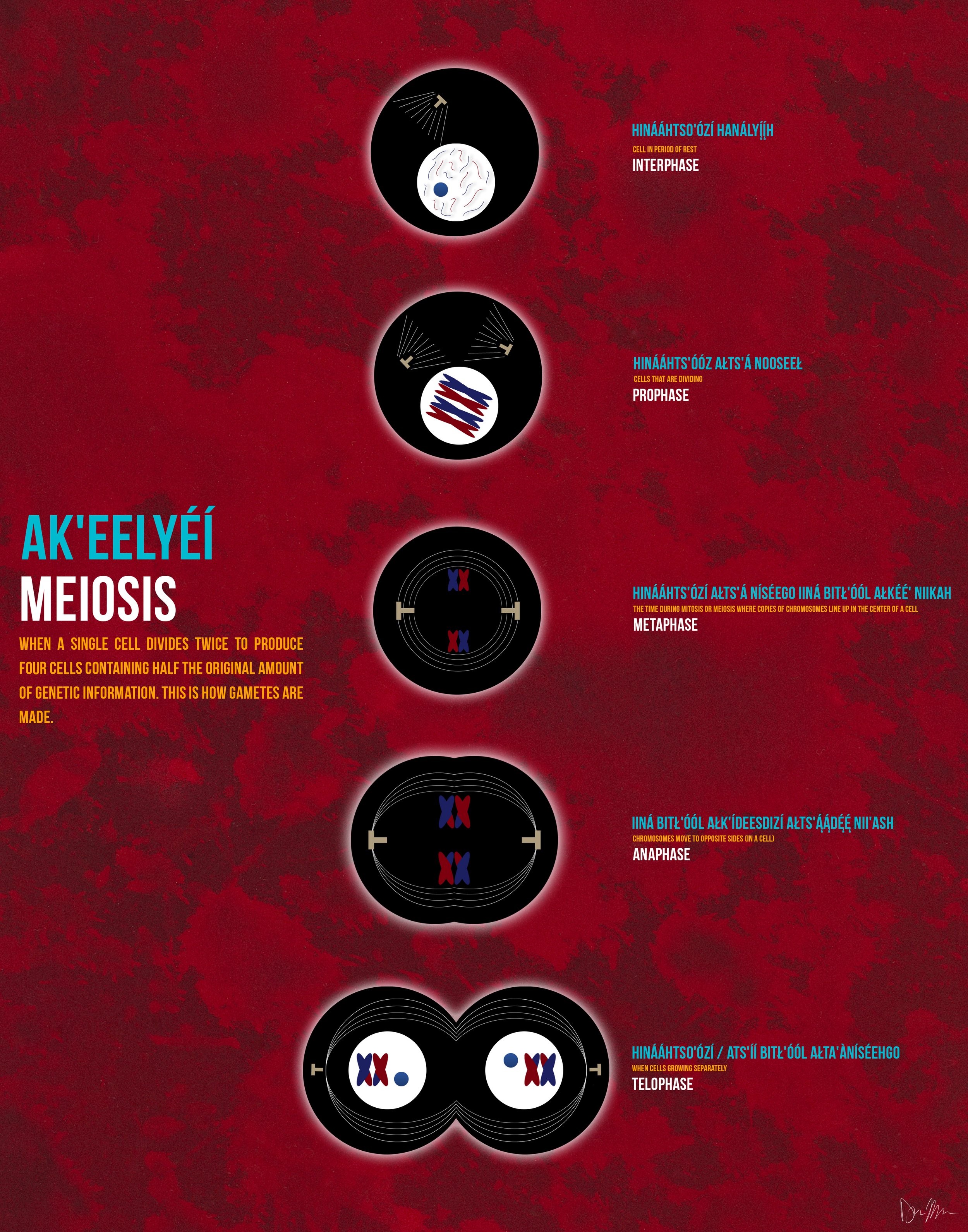 meiosis_11x14.jpg