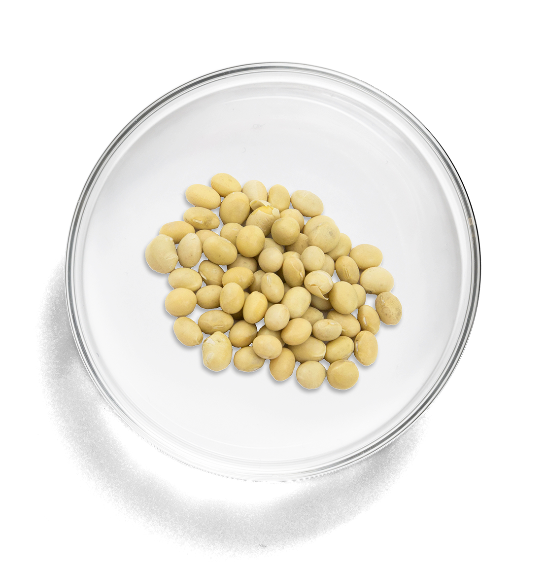 lab_dish_large_soy_beans copy.png