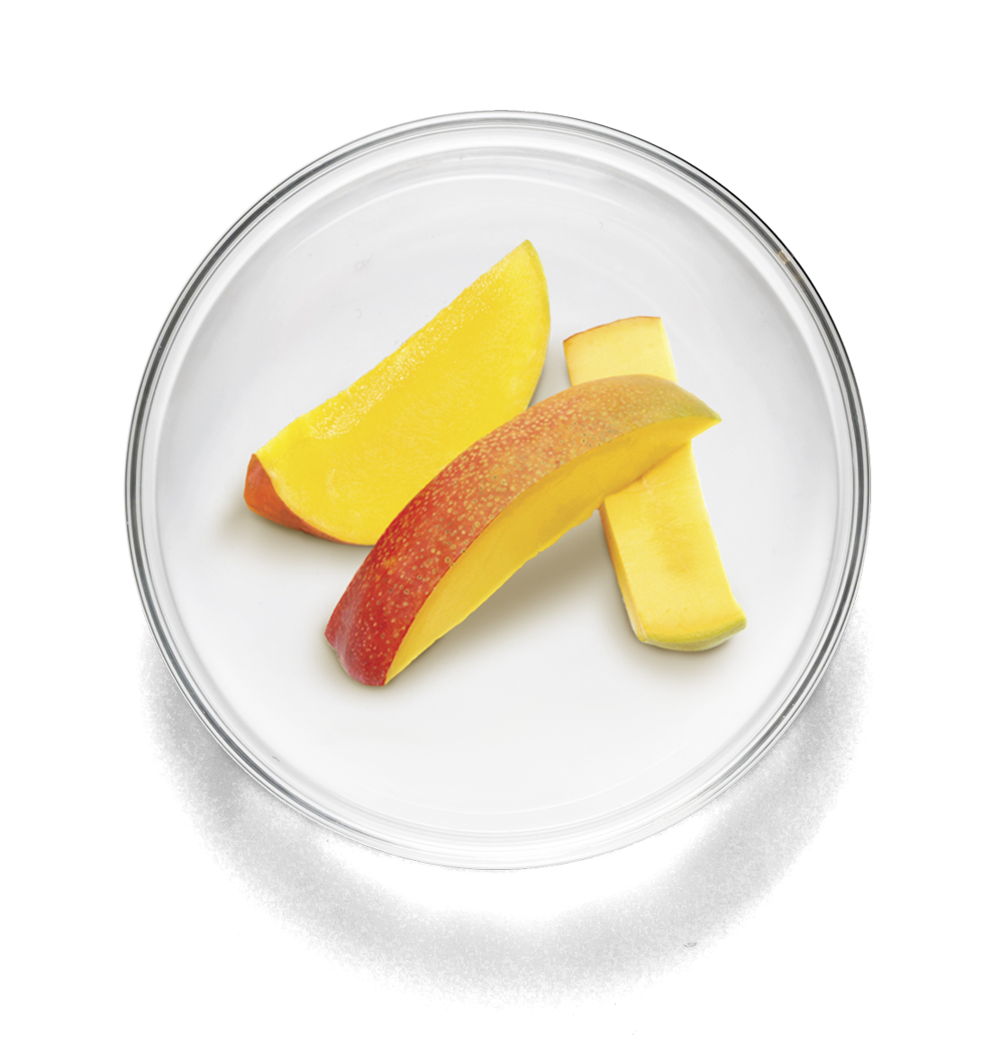 lab_dish_large_Mang’in tense.png