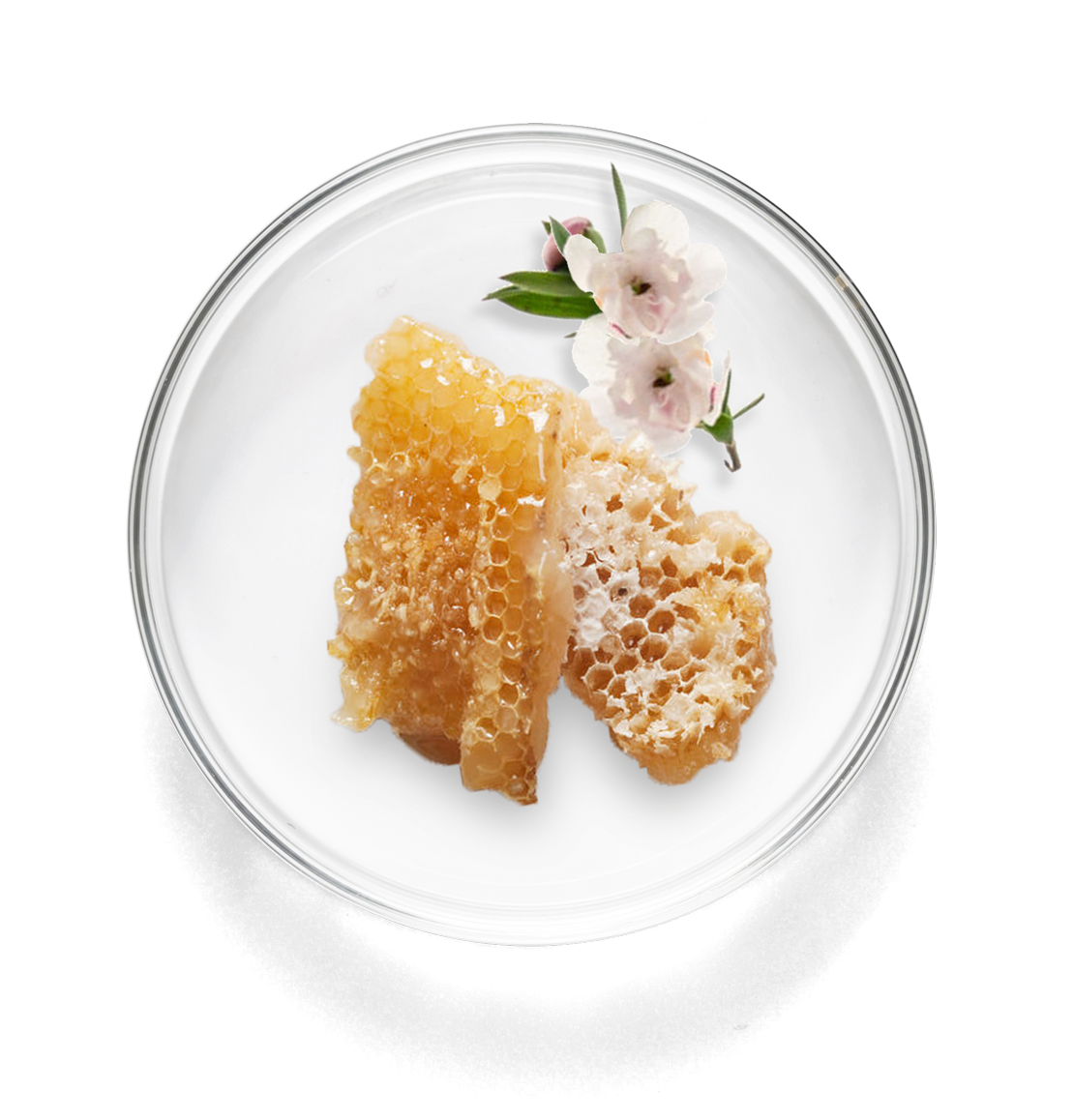 lab_dish_large_manuka.png