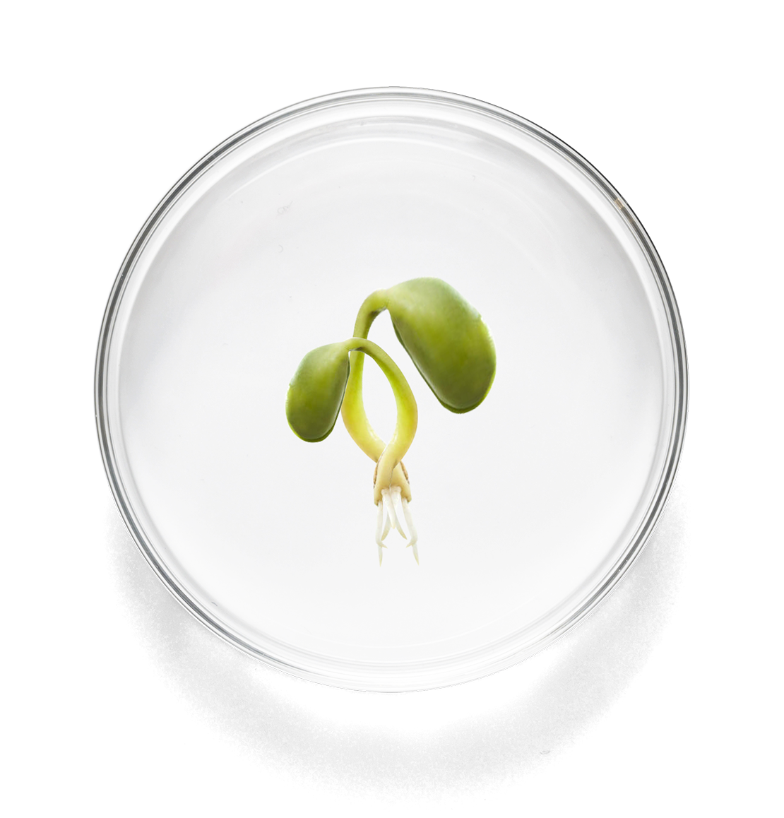 lab_dish_large_pga copy.png