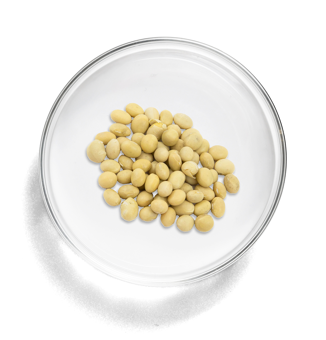 lab_dish_large_soy_beans copy.png