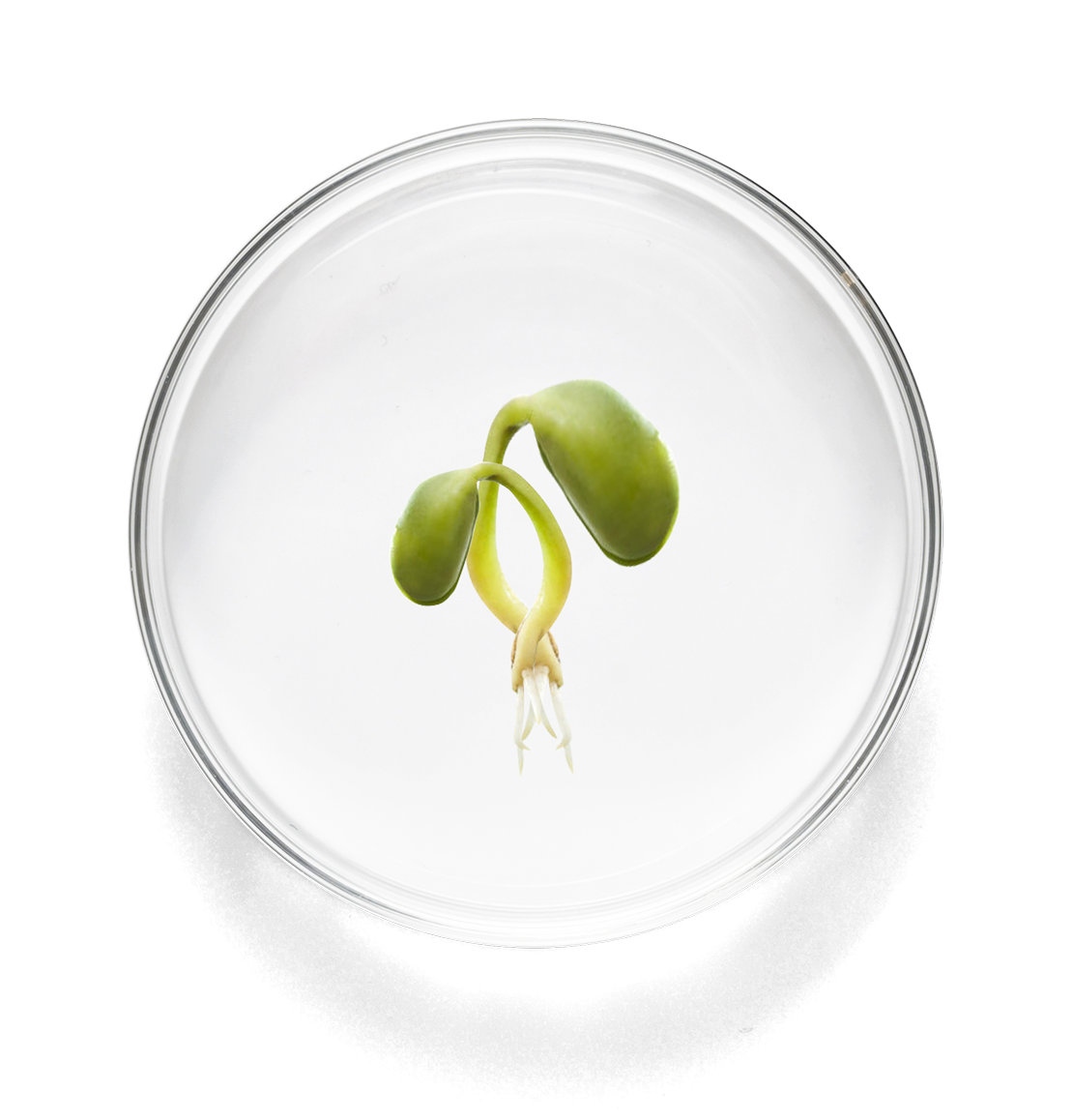 lab_dish_large_pga copy.png