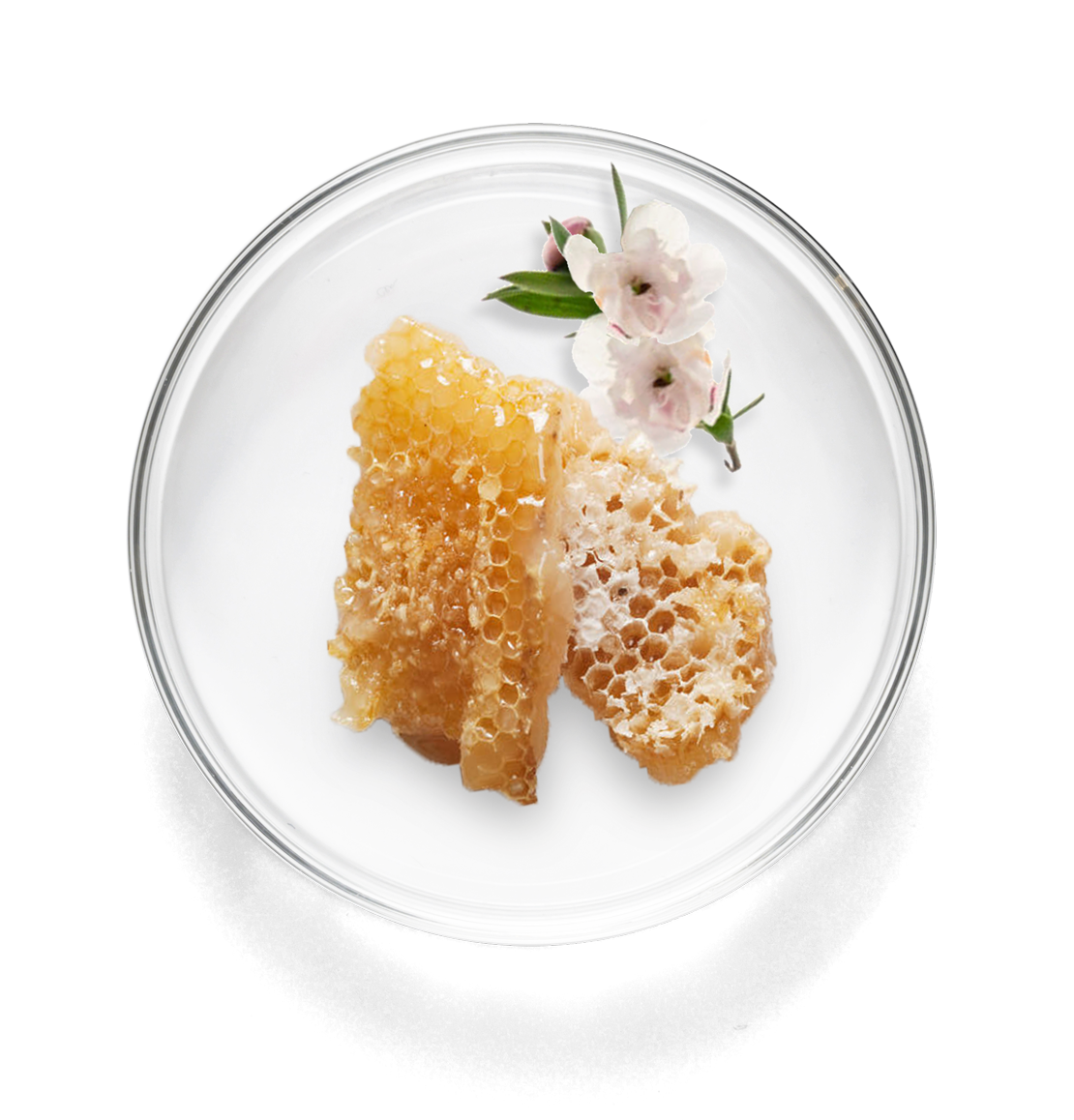 lab_dish_large_manuka.png