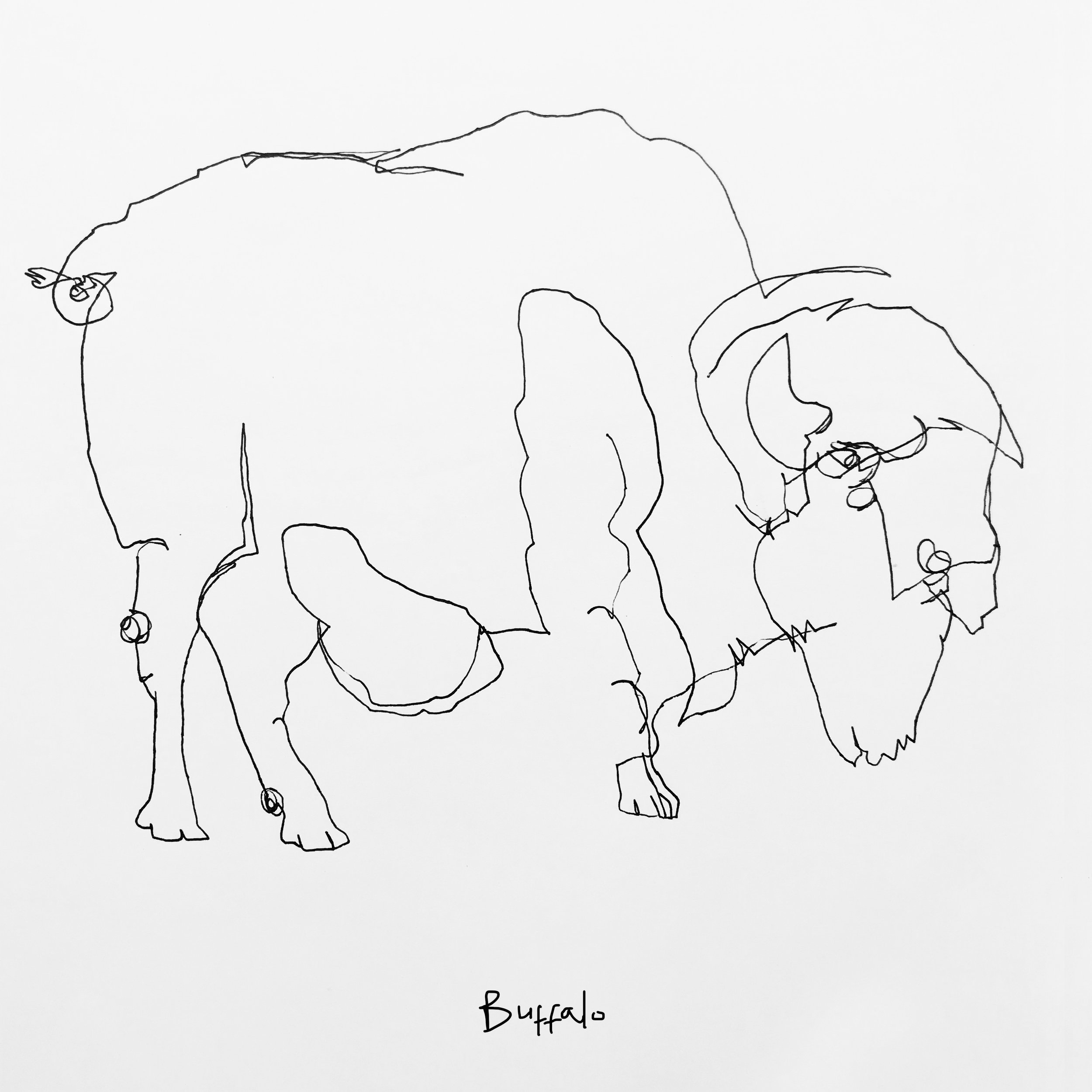 Beautiful_Beasts_Buffalo copy.jpg