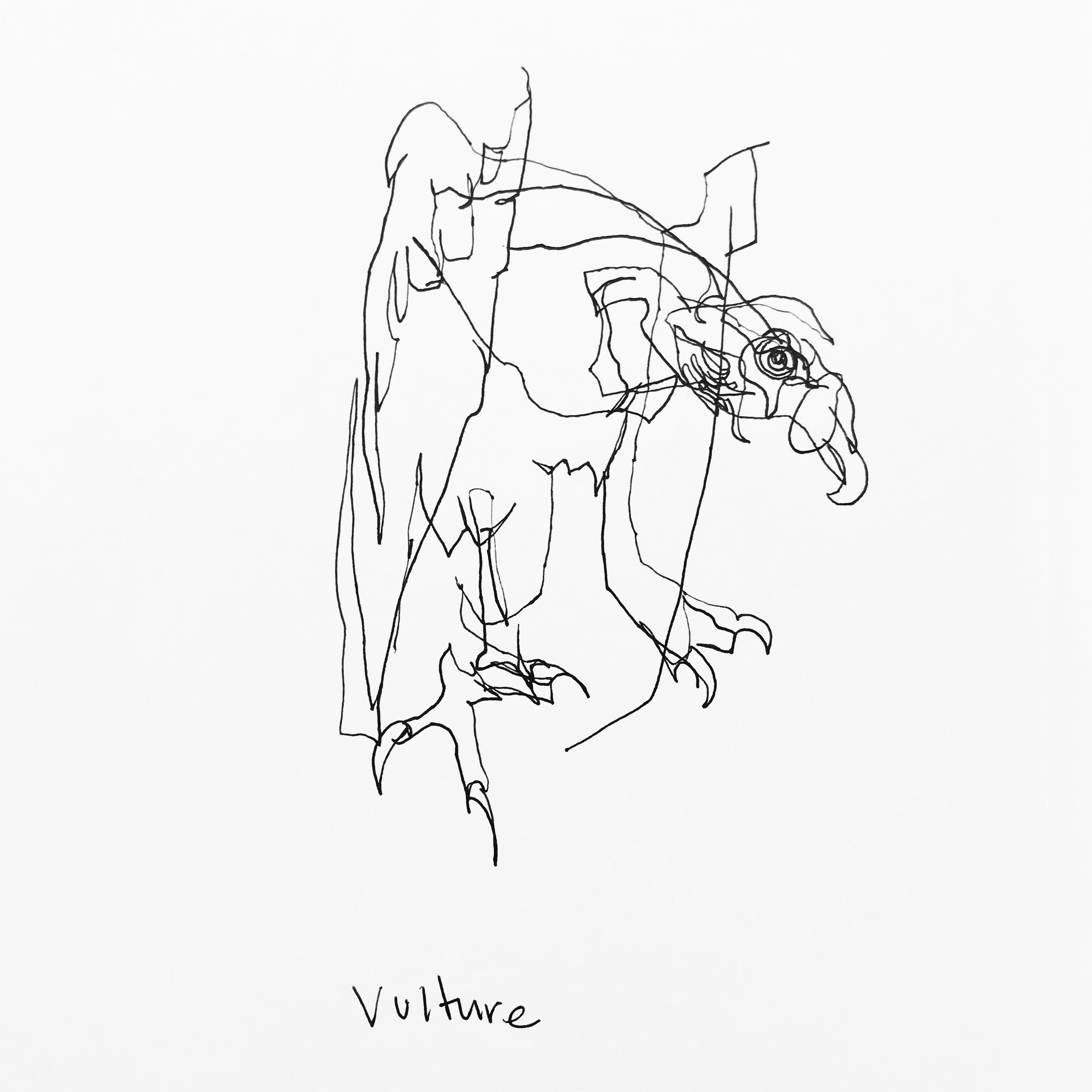 Beautiful_Beasts_Vulture.jpg