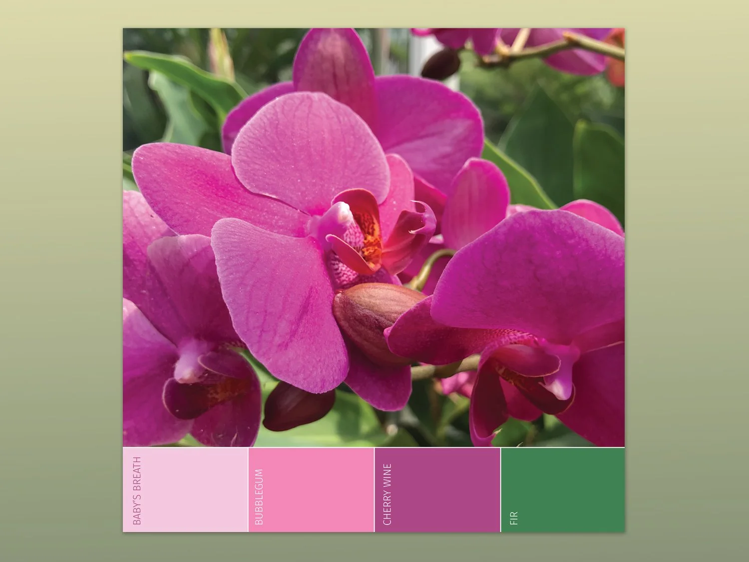 Jubilana_Colors.jpg