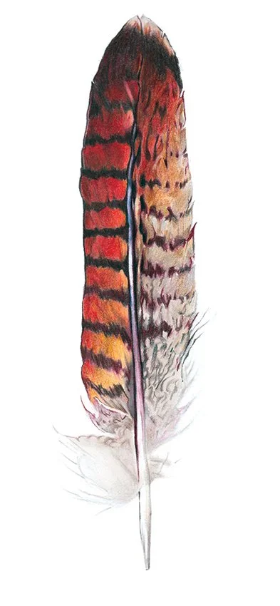 DC_Red Hawk Feather.jpg