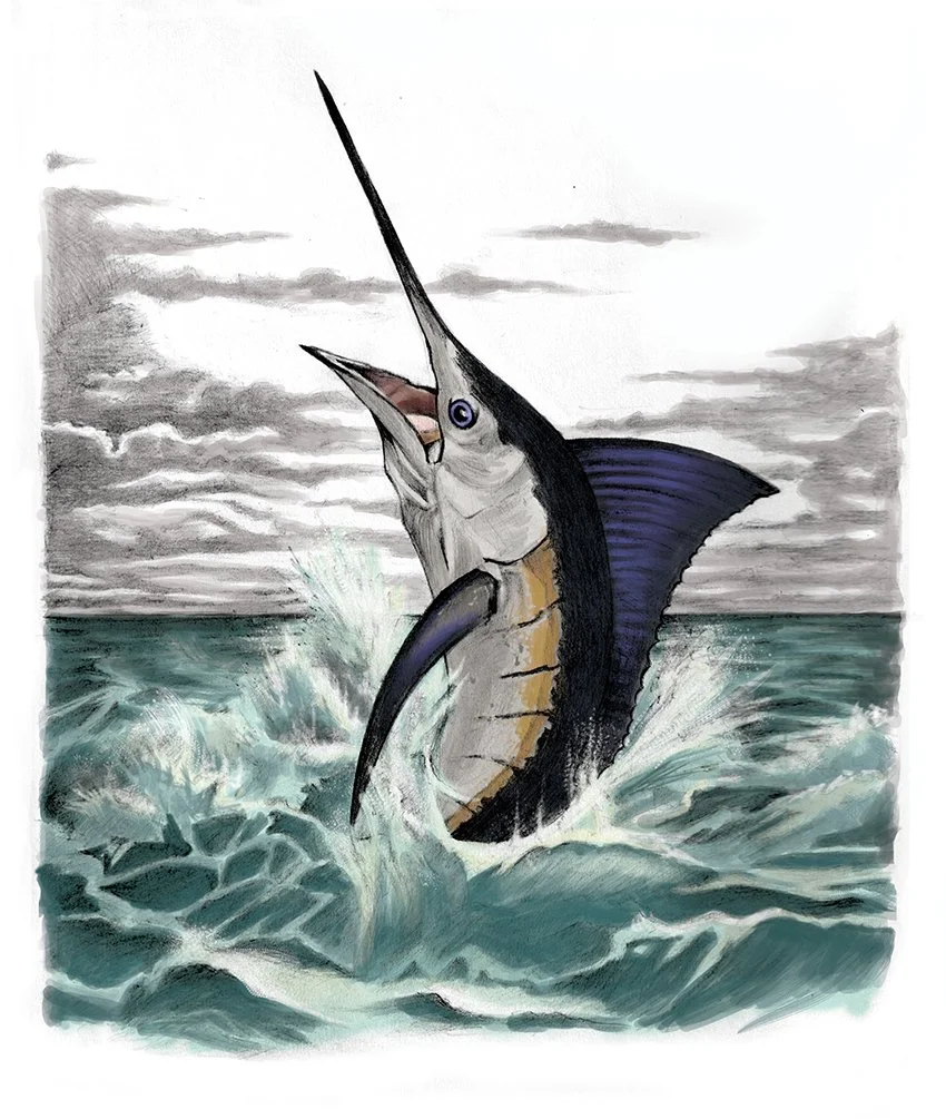 DC_marlin_TR.jpg