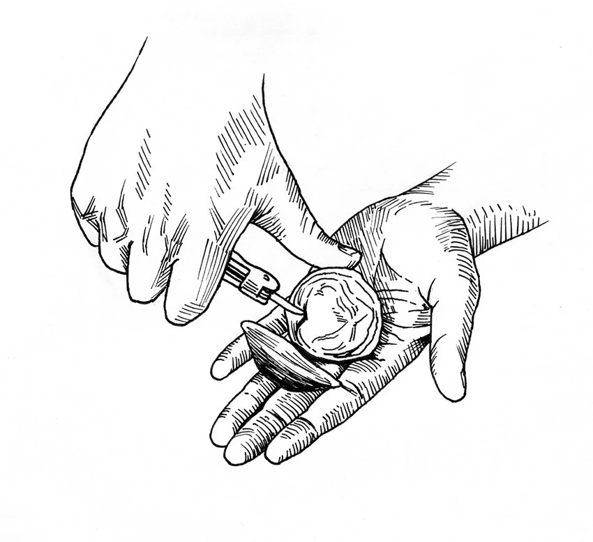 HSW_21_Clam copy.jpg