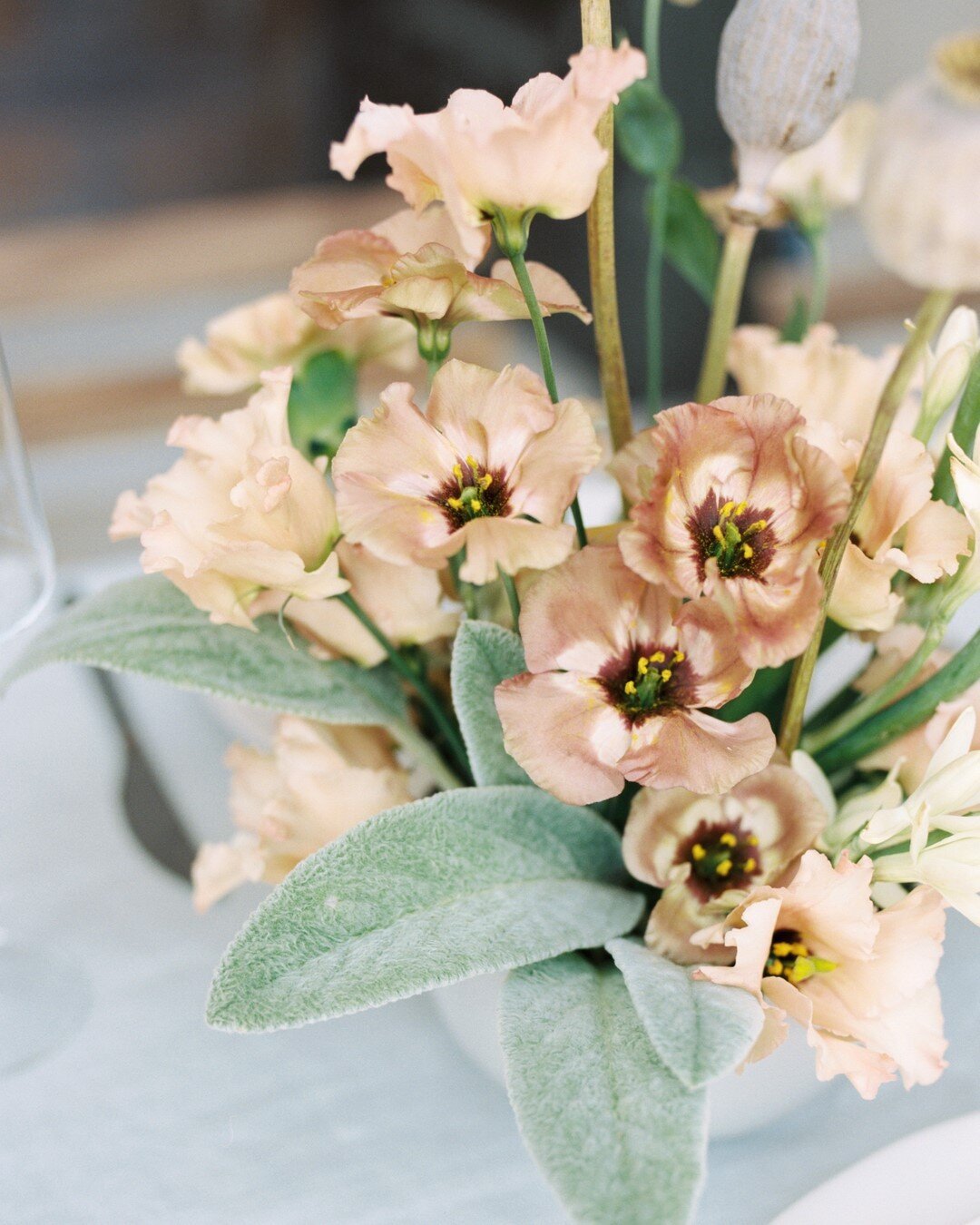 I recently had the honor of sharing some of my favorite seasonal blooms (alongside the talented SoCal based floral designer, Lily Roden of @lilyrodenfloralstudio!) for a brides.com article wonderfully curated and written by @daniellehalibey.⠀⠀⠀⠀⠀⠀⠀⠀⠀