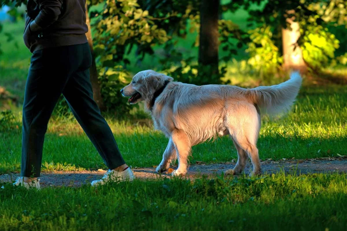 Golden retriever dog and owner walking in London park