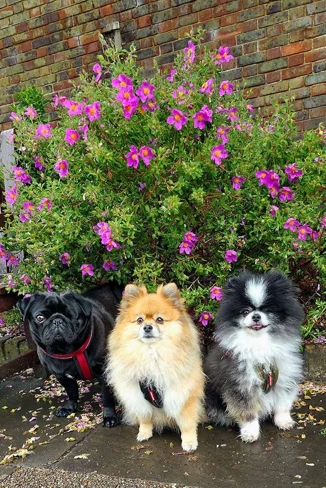 Three small dogs sitting together during a group dog walk in Kensington