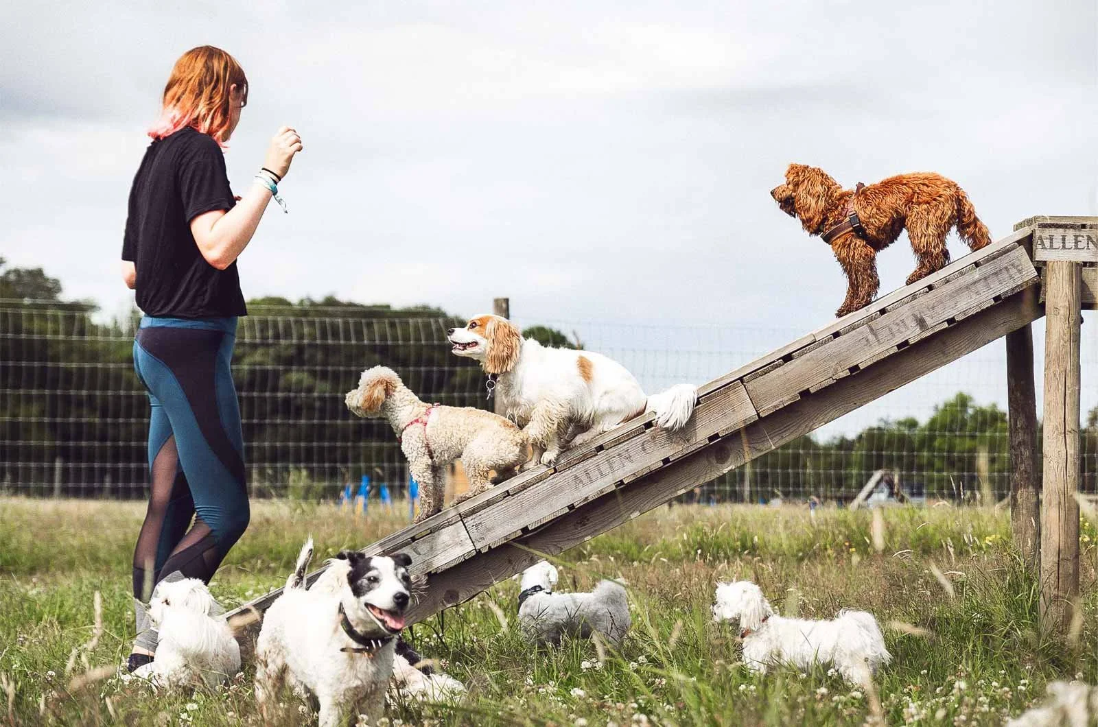 Indoor vs Outdoor Doggy Day Care for City Dogs