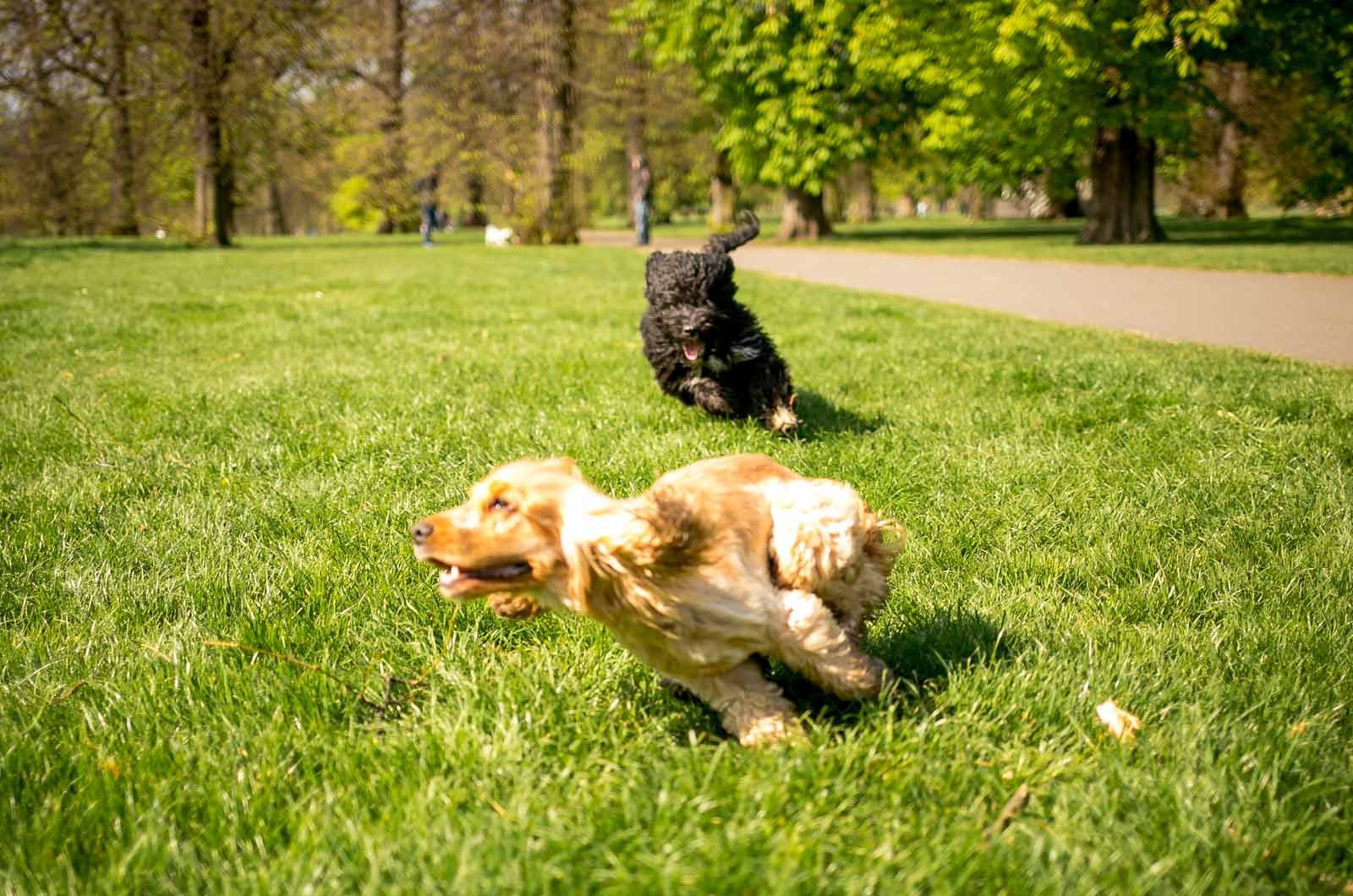 What is professional dog walking