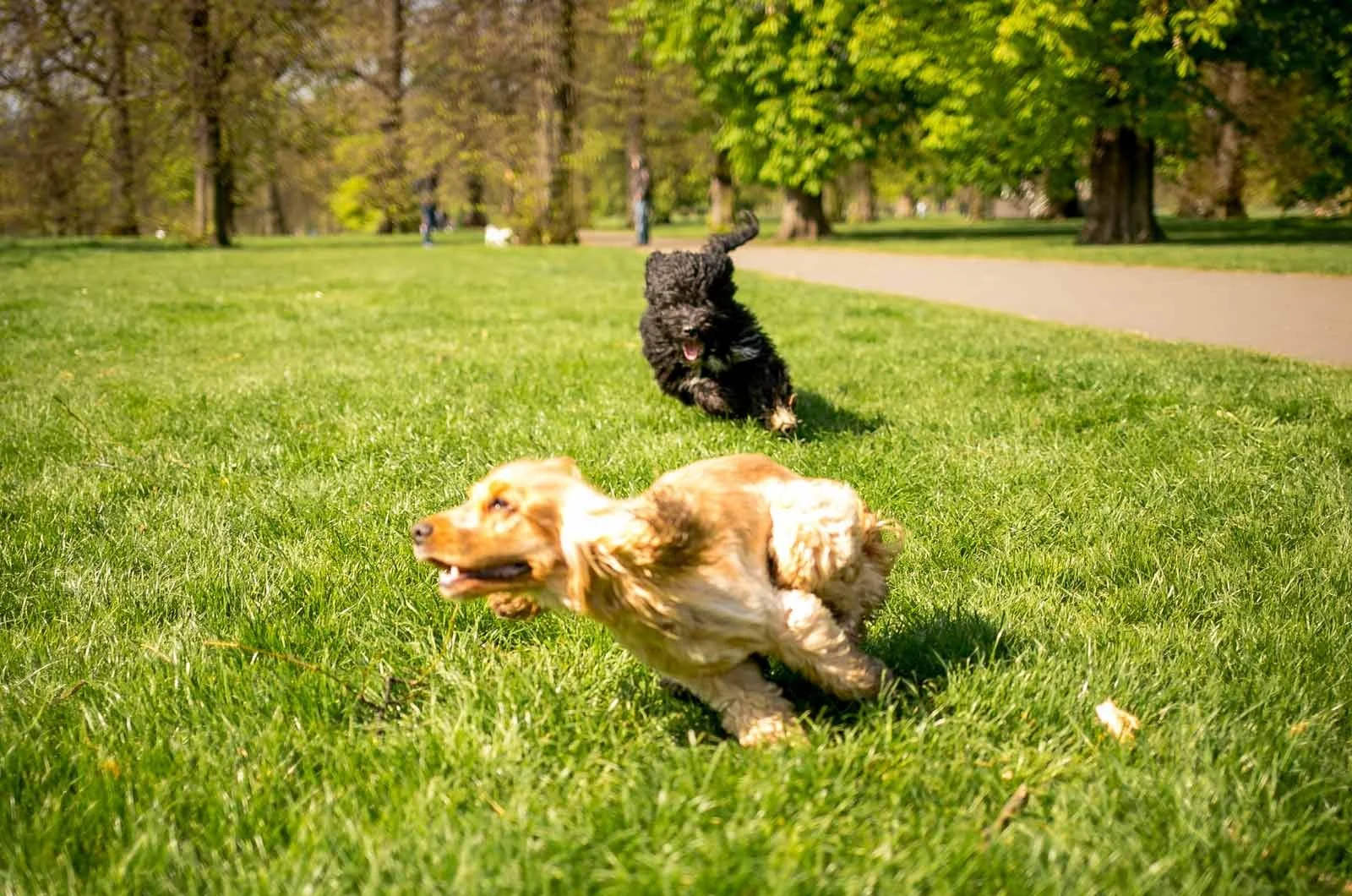 What Is Professional Dog Walking?