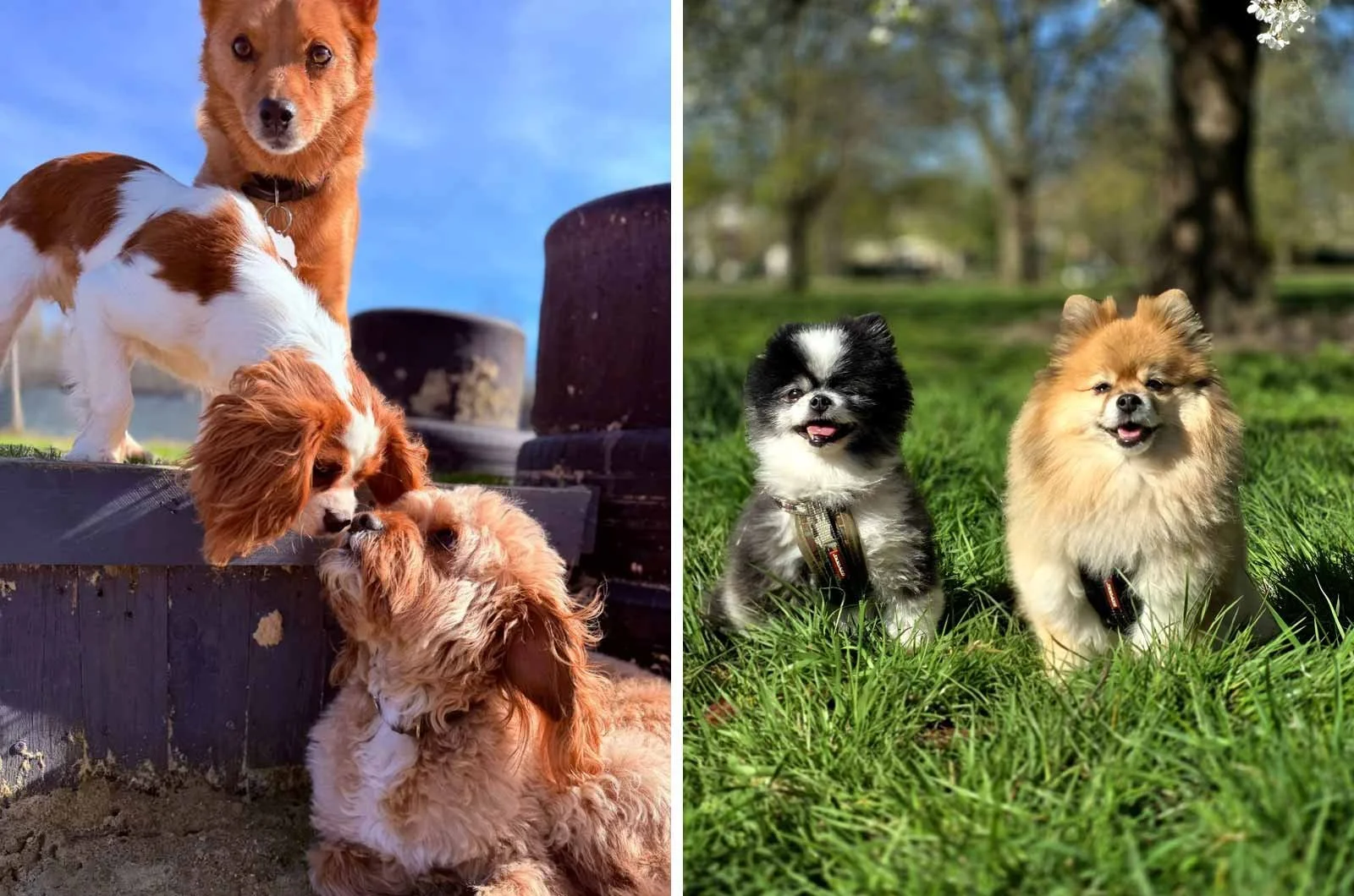 Dog Walking vs Doggy Day Care