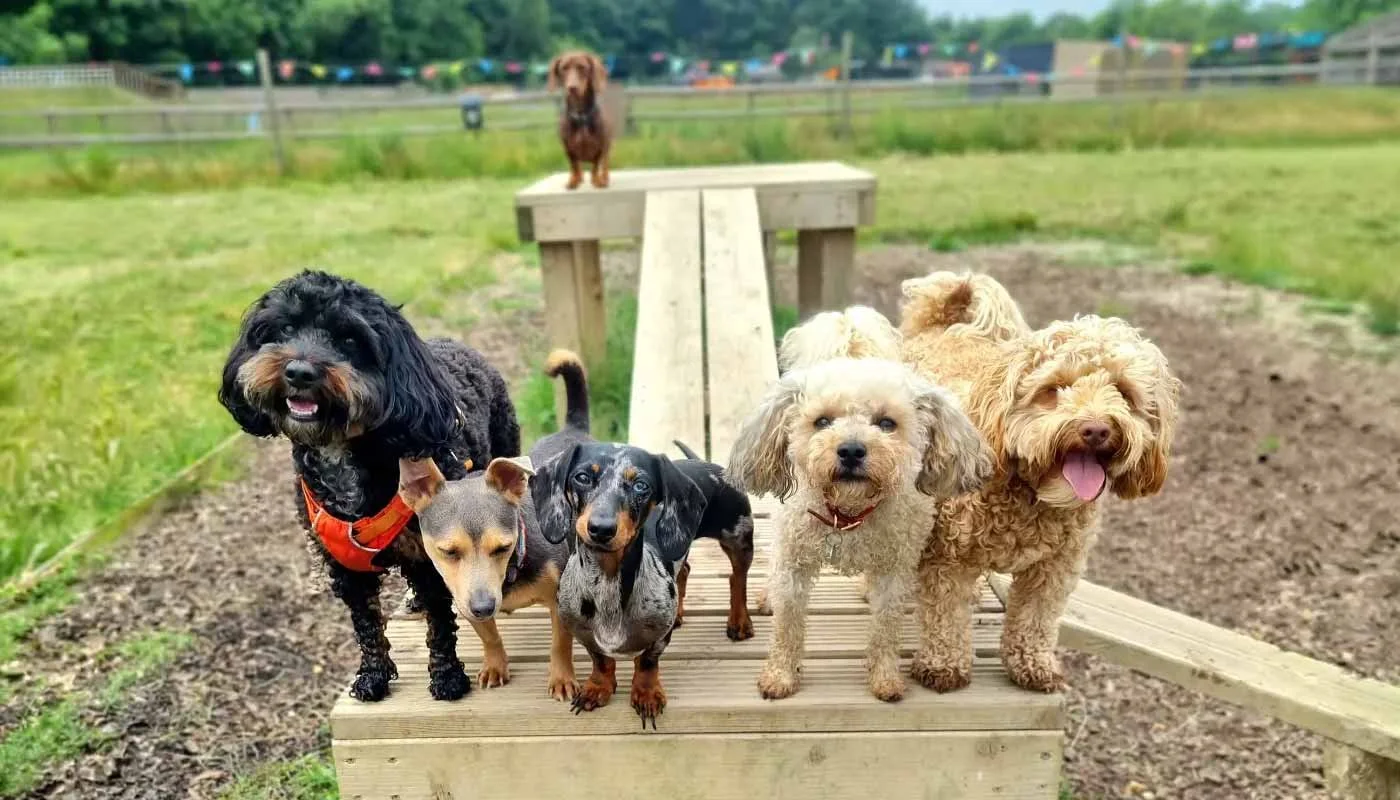 How to Tell If Your Dog Enjoys Doggy Day Care