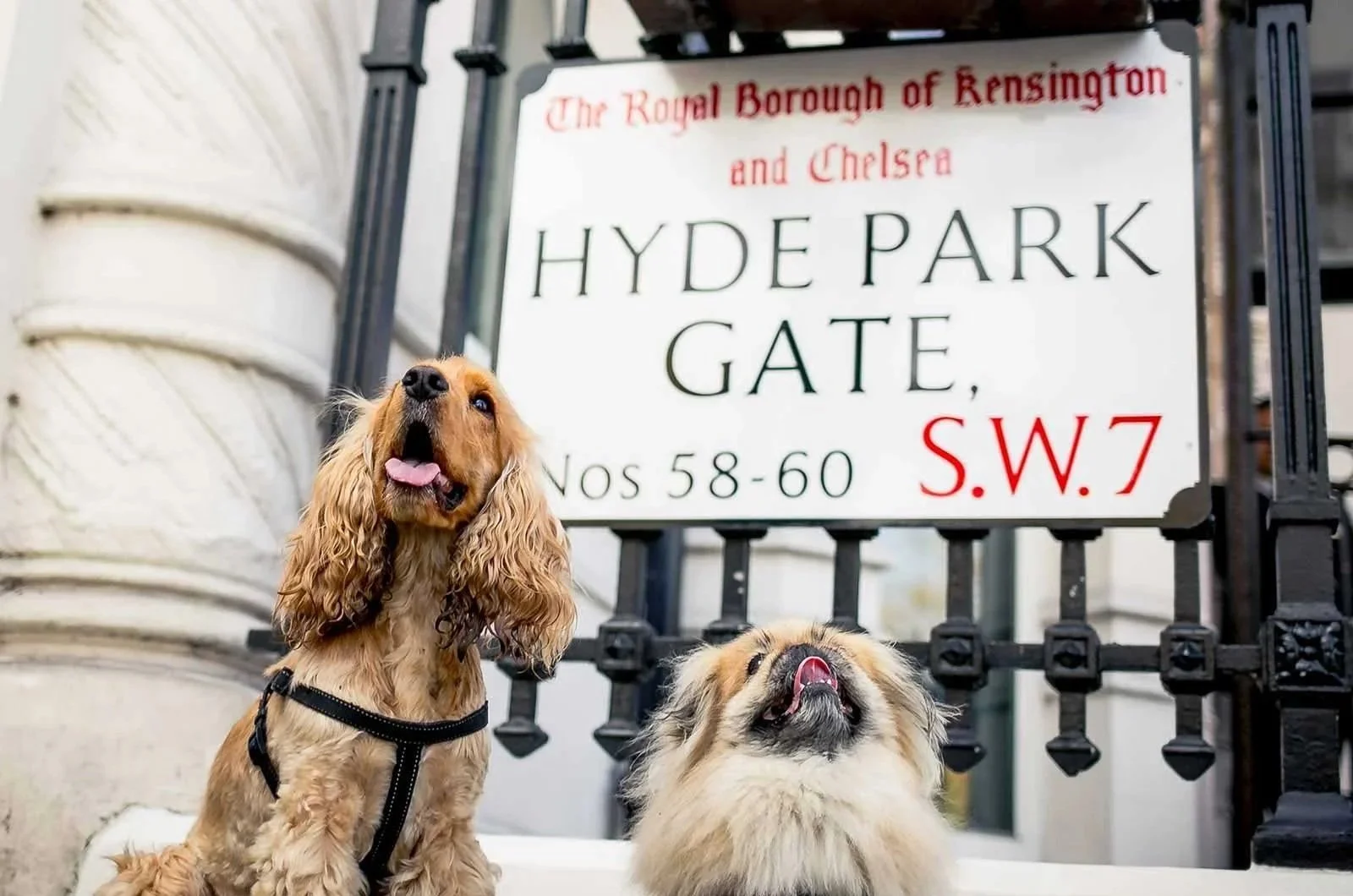 Dogs in front of Hyde Park Gate Kensington sign -  living with a dog in Kensington