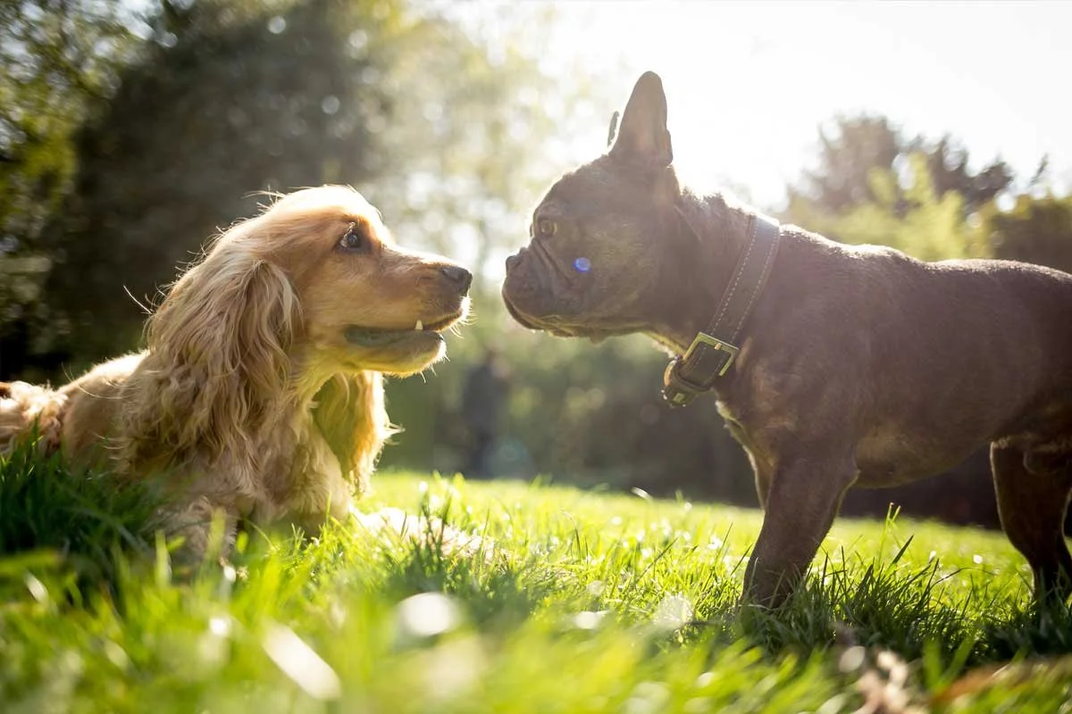 Dog sitting in open green space during outdoor play in London