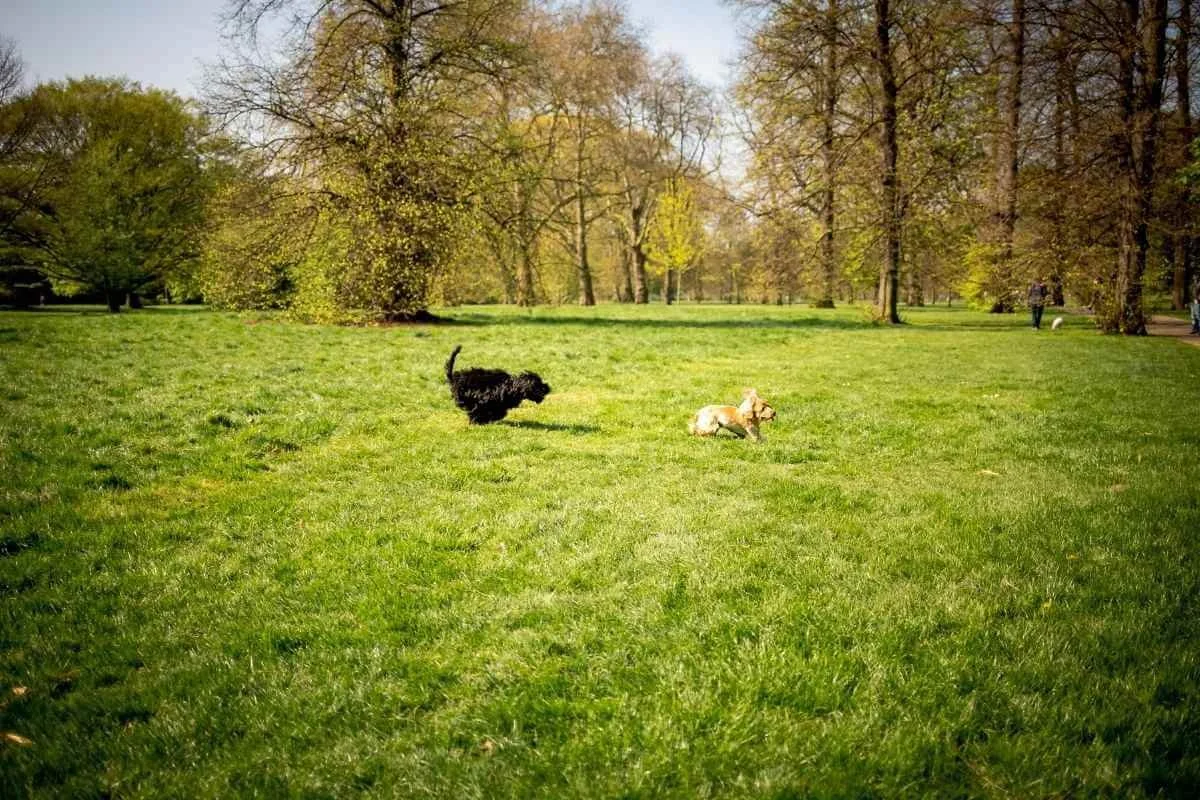 Is Dog Walking Enough for Active Dogs?