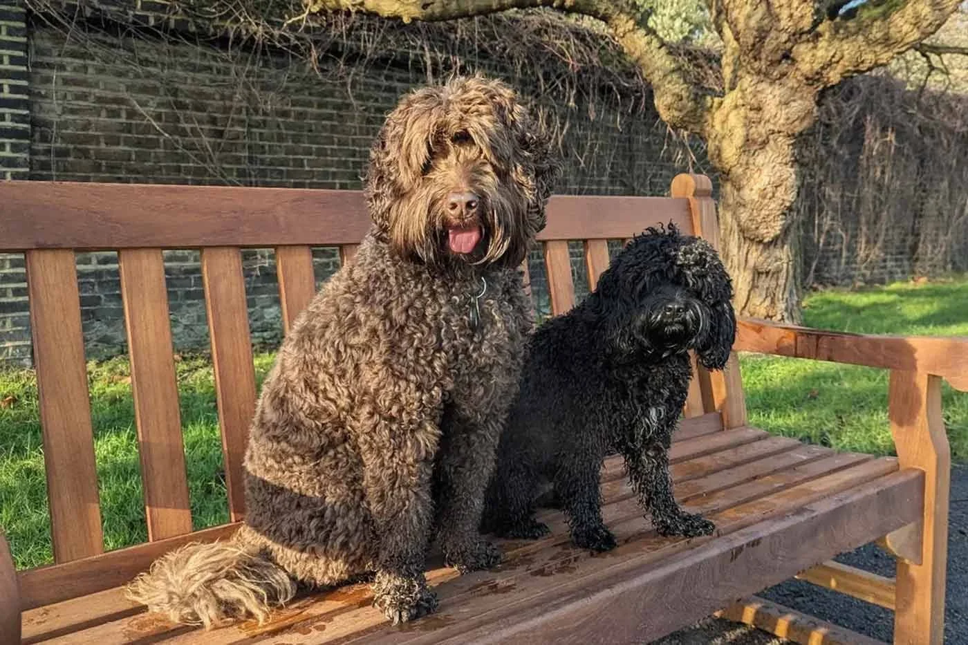 Two dogs enjoying a regular walk with Man's Best Friend Kensington & Chelsea