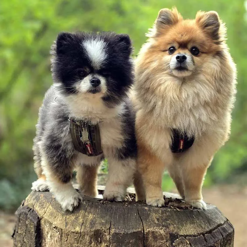 Dog walking areas we cover