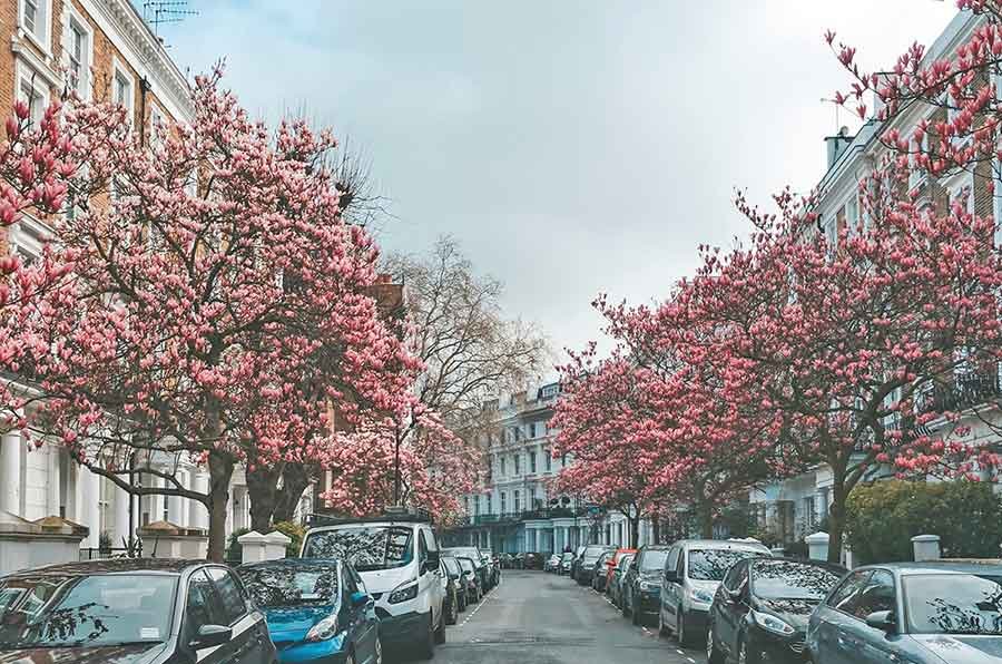 Residential street in Kensington with blooming trees and parked cars in spring