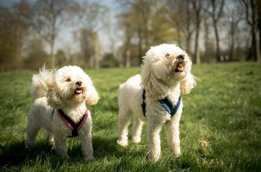 Two small dogs standing on grass during a walk in a London park